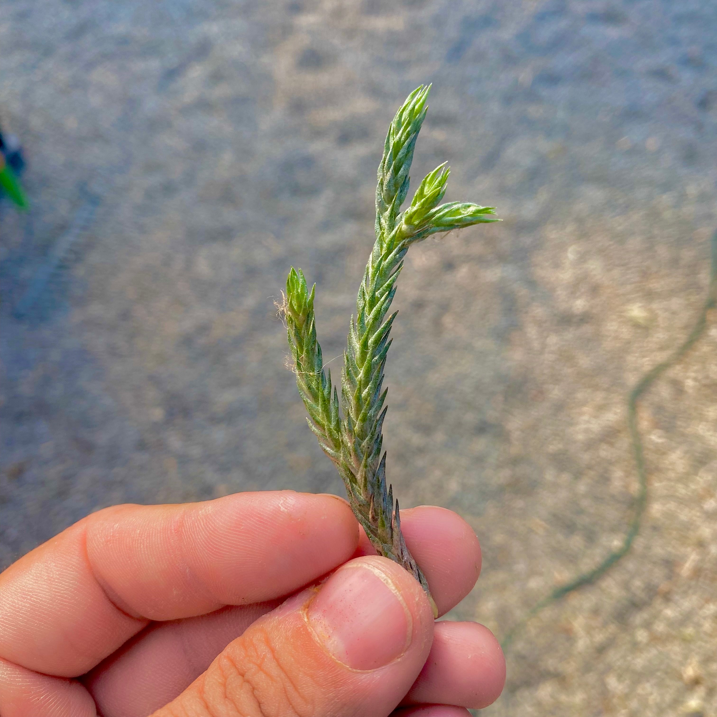 Tillandsia bryoides air plant miniature small houseplant in hand