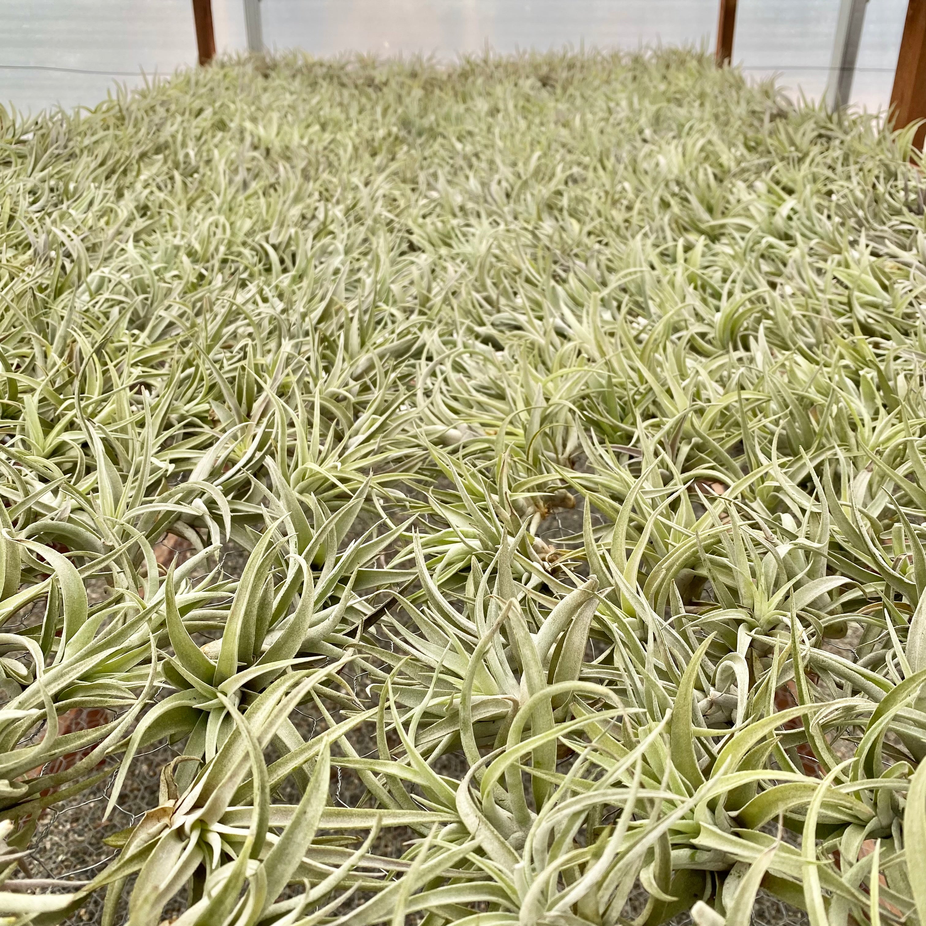 Wholesale Harrisii Medium  <br> (Minimum Order 5) <br> *Cannot Be Shipped Internationally*