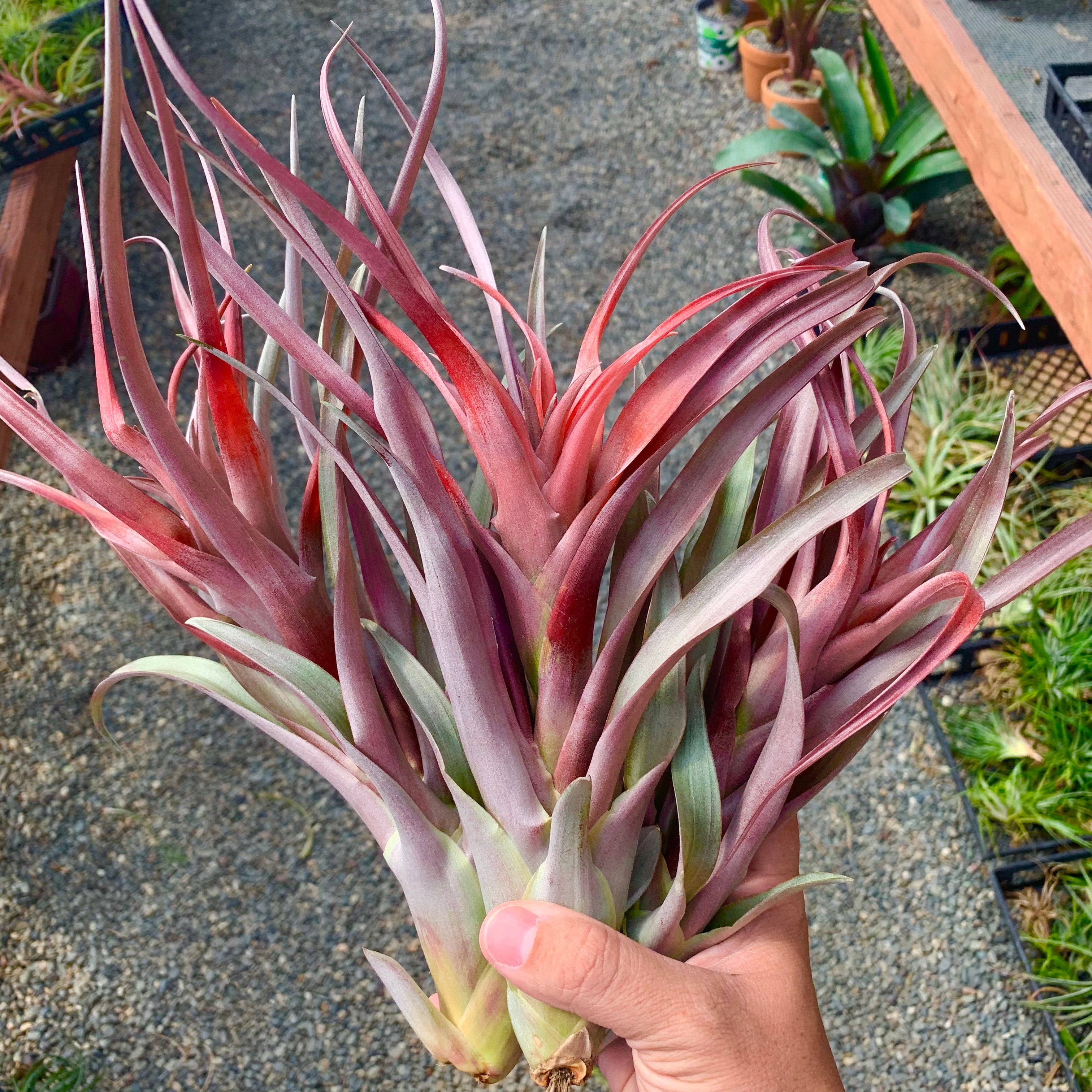 Capitata Coral Lg <br> Beautiful Red Color!