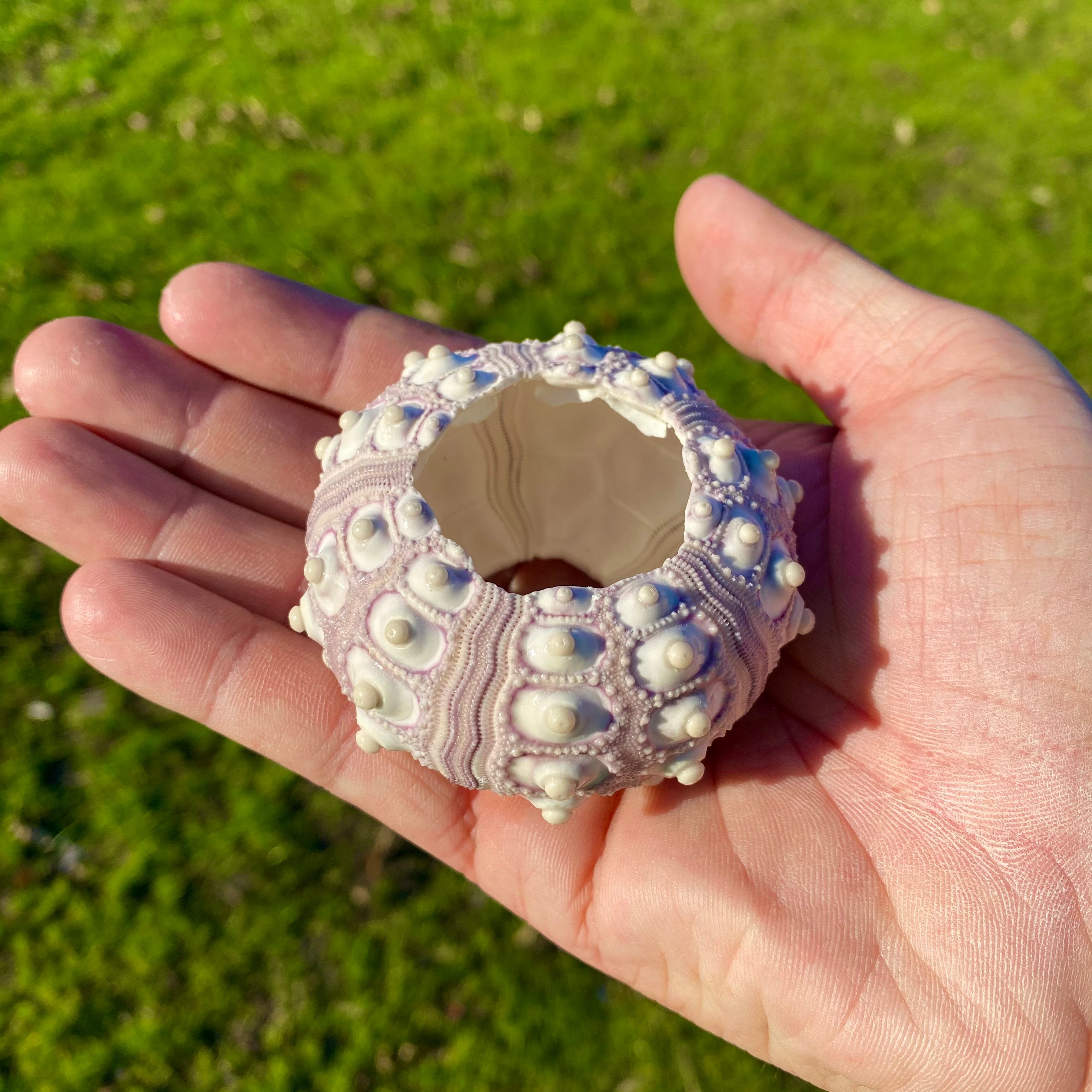 Sputnik Sea Urchin Shell <br> (Giant Size)