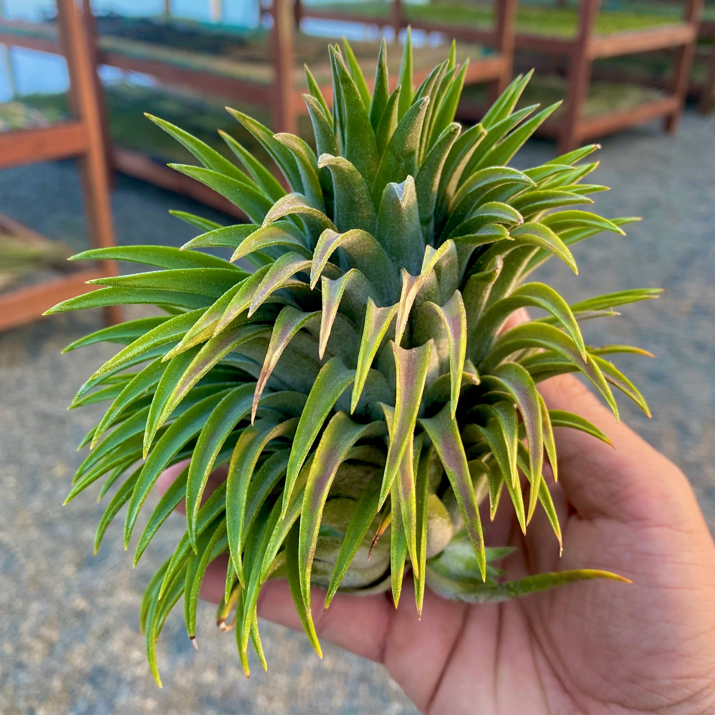 ionantha giant (No ID)