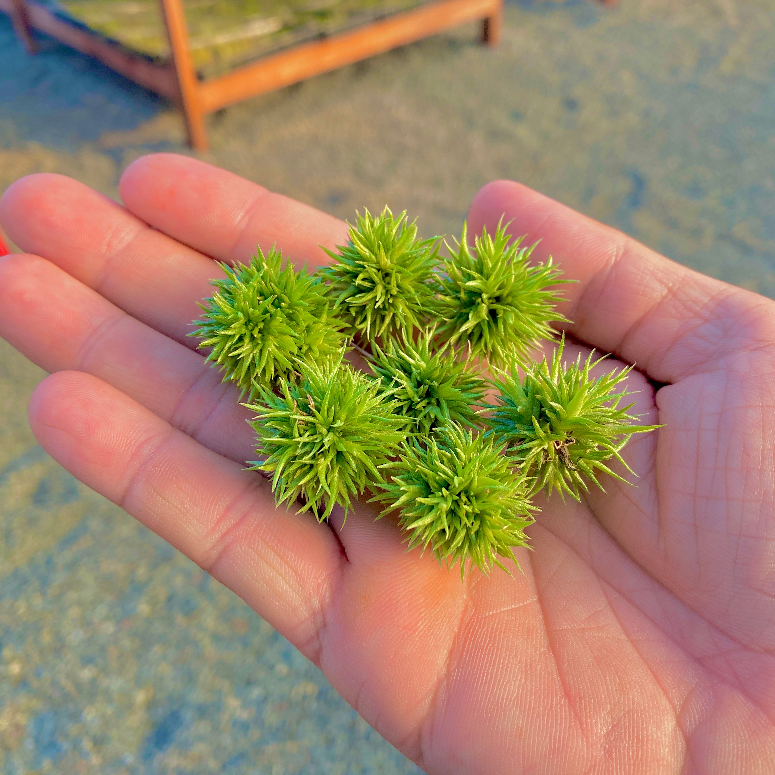 teddy bear air plant Aeranthos Baby Teddy Bear