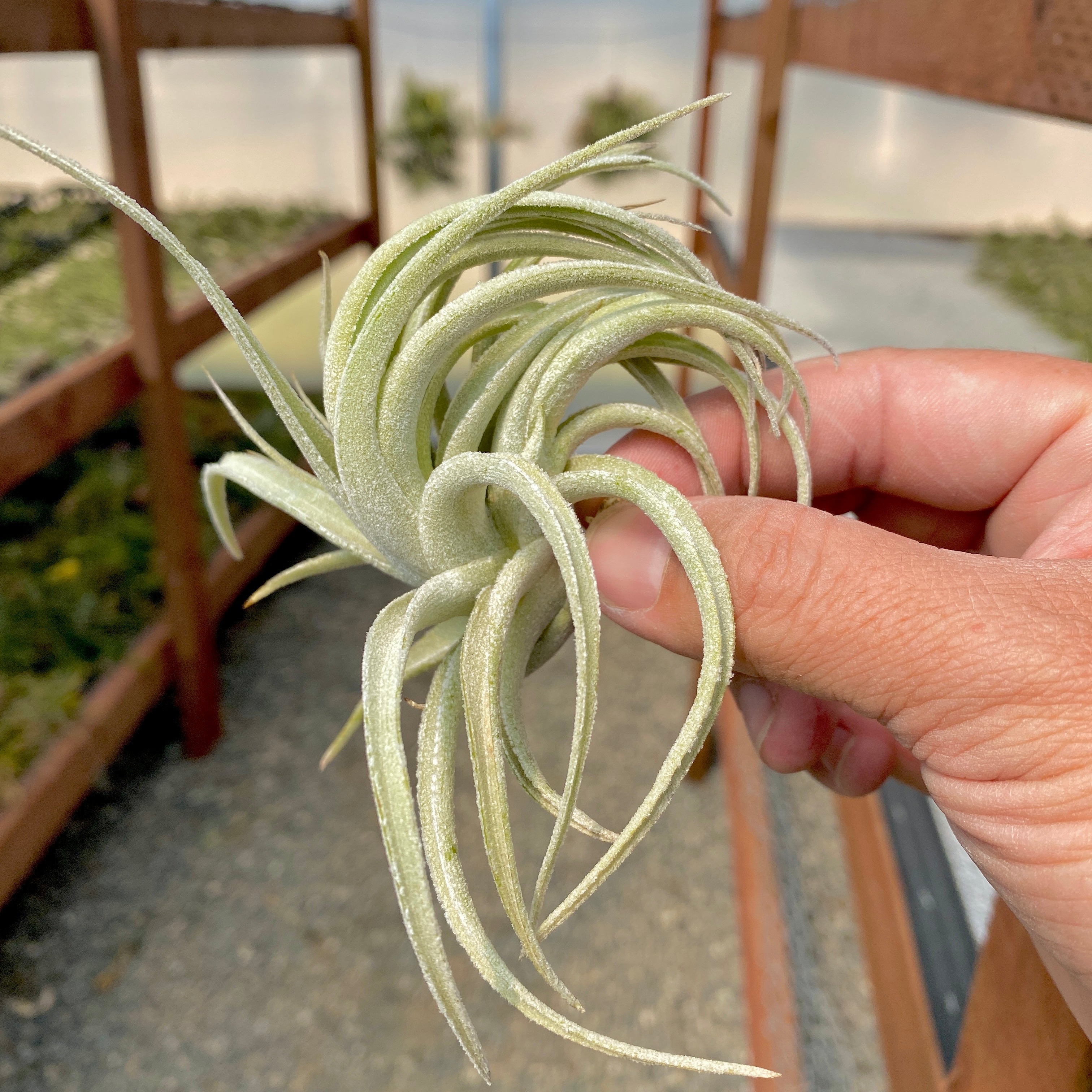 Tillandsia Subsecundifolia White Air Plant Elegant Wedding Decor