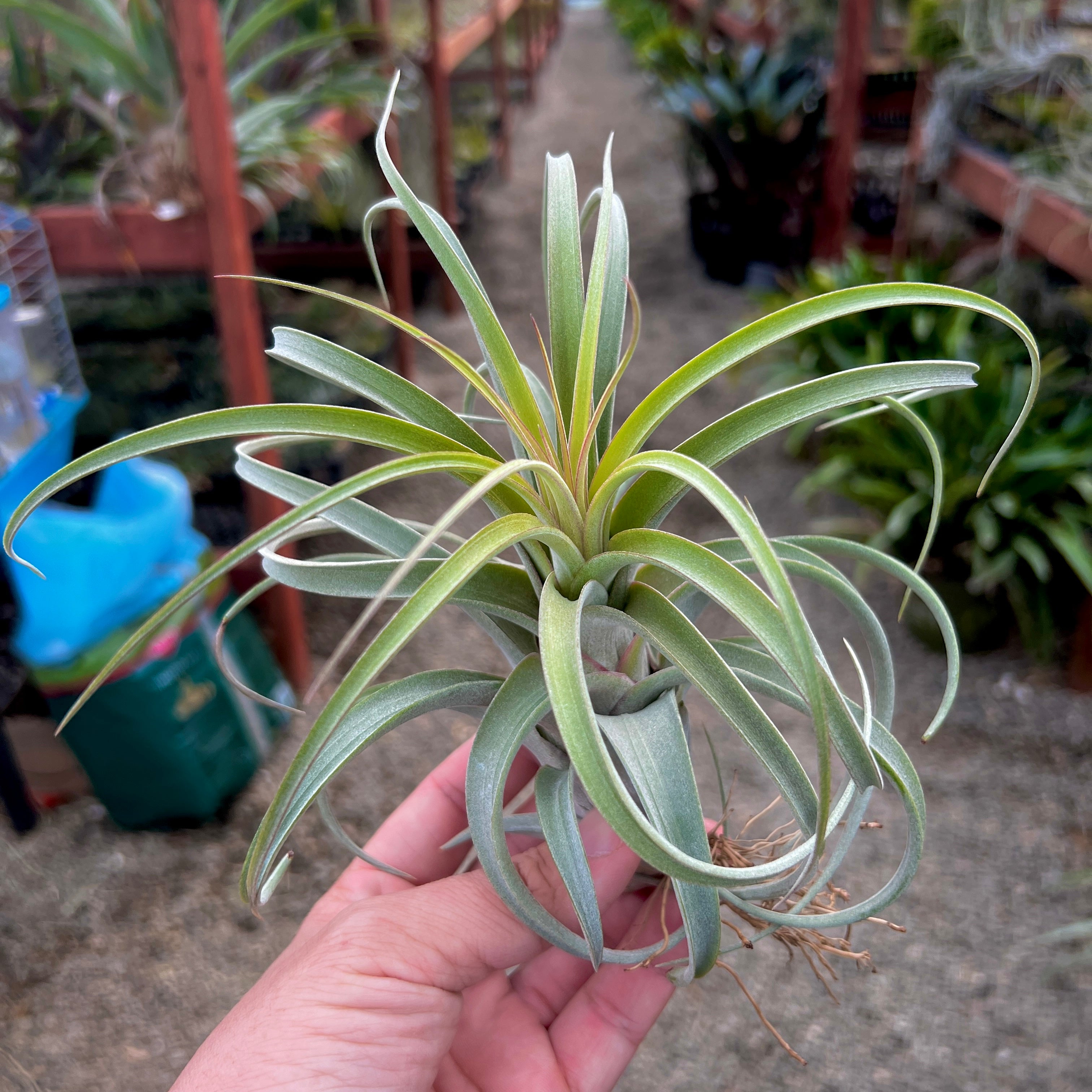 X Redy <br> (streptophylla X concolor)