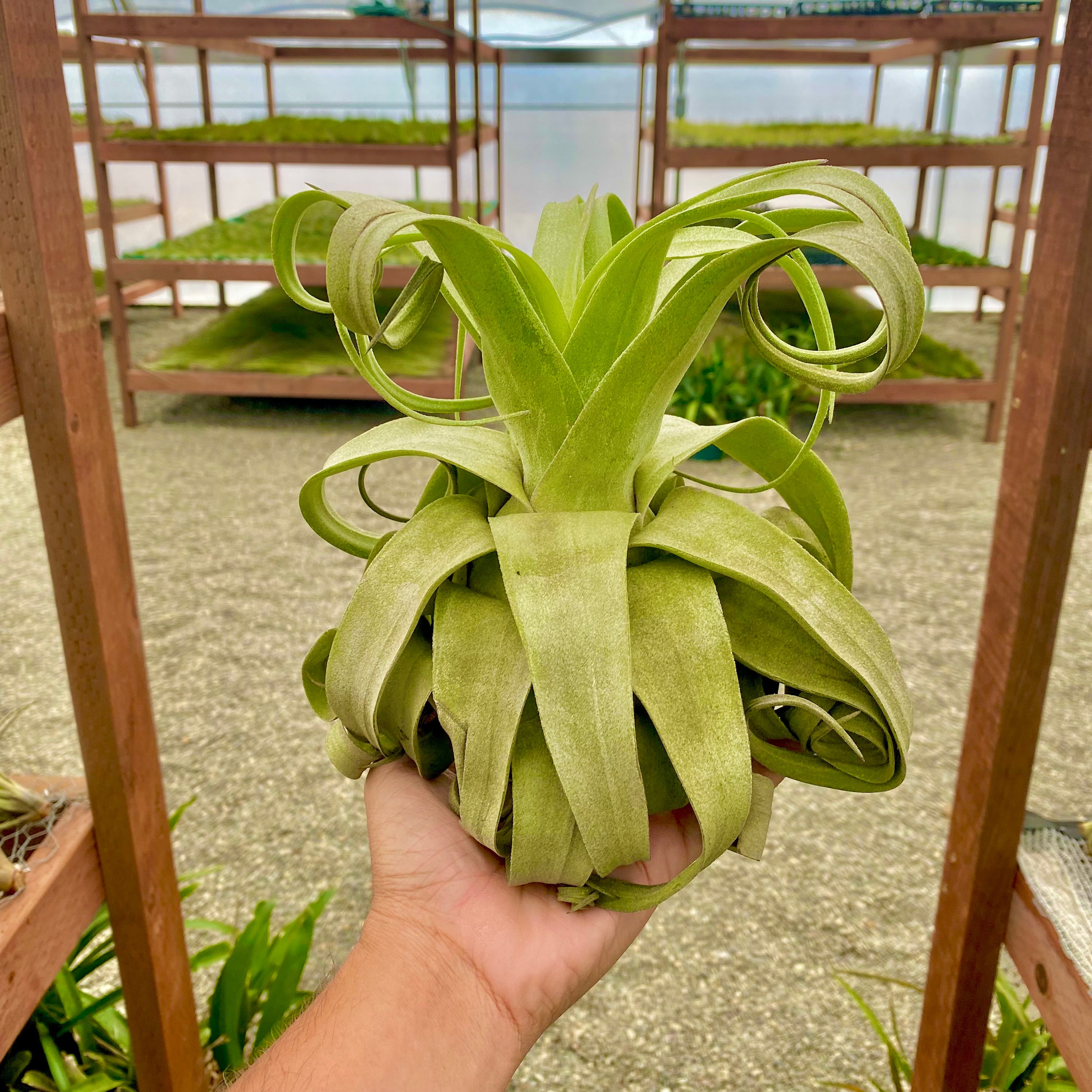 Streptophylla Giant