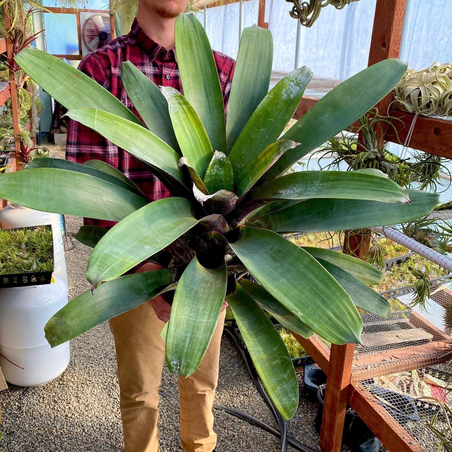 Tillandsia Krukoffiana Extra Large Air plant Rare big plant 