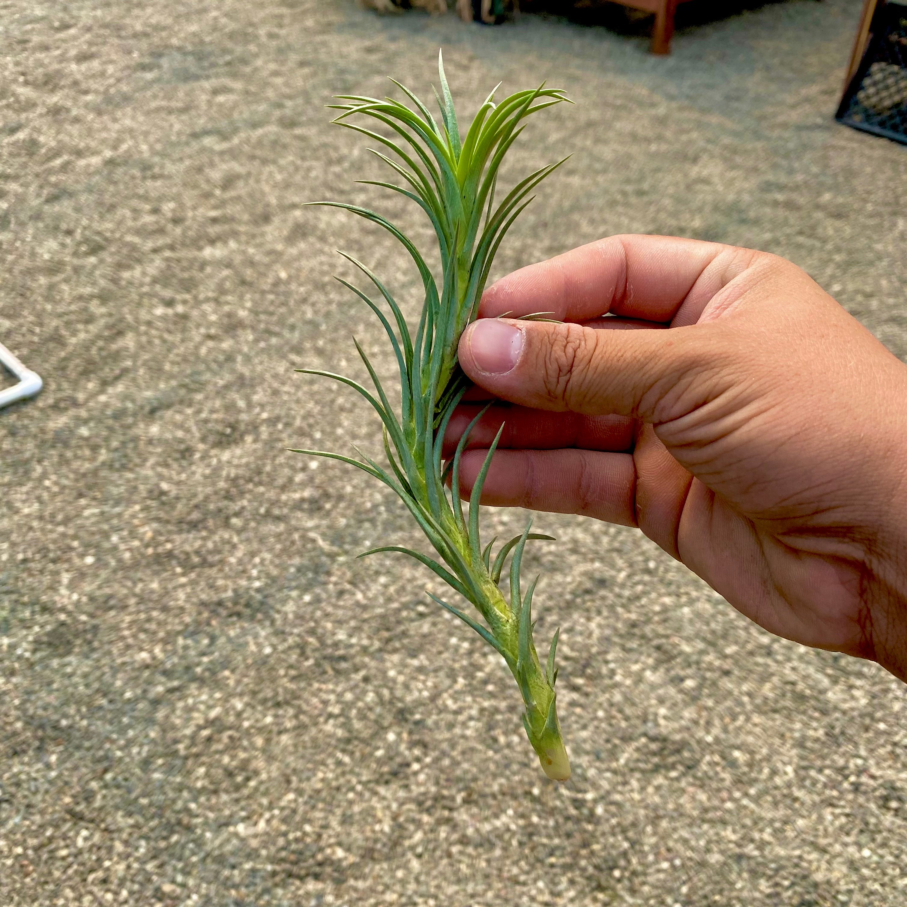 Medium Size Tillandsia Araujei Air Plant In Hand