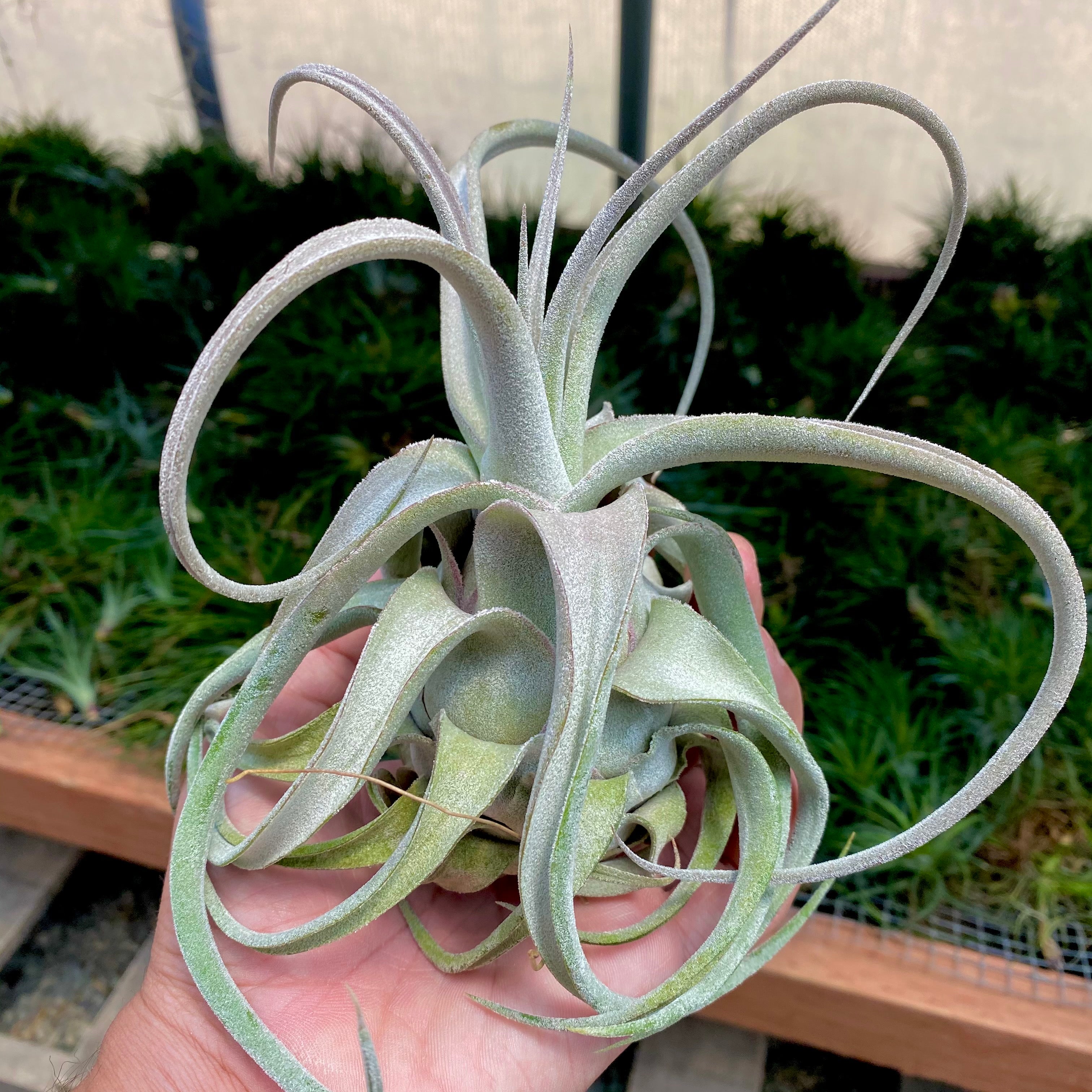 Lucille Air Plant Rare Tillandsia Large XL for sale Ehlersiana Hybrid