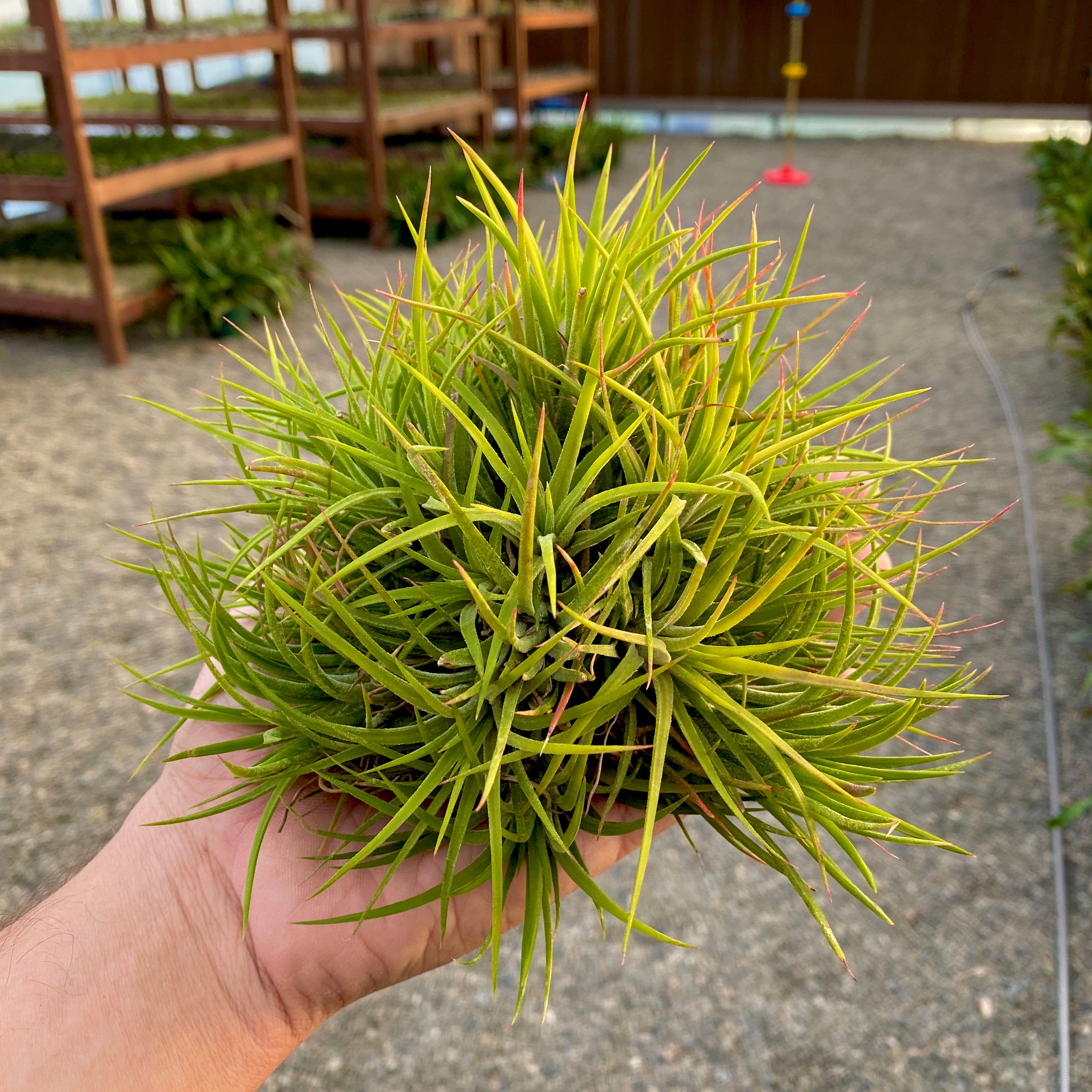 Tillandsia Ionantha Air Plant Clumps Large Mound