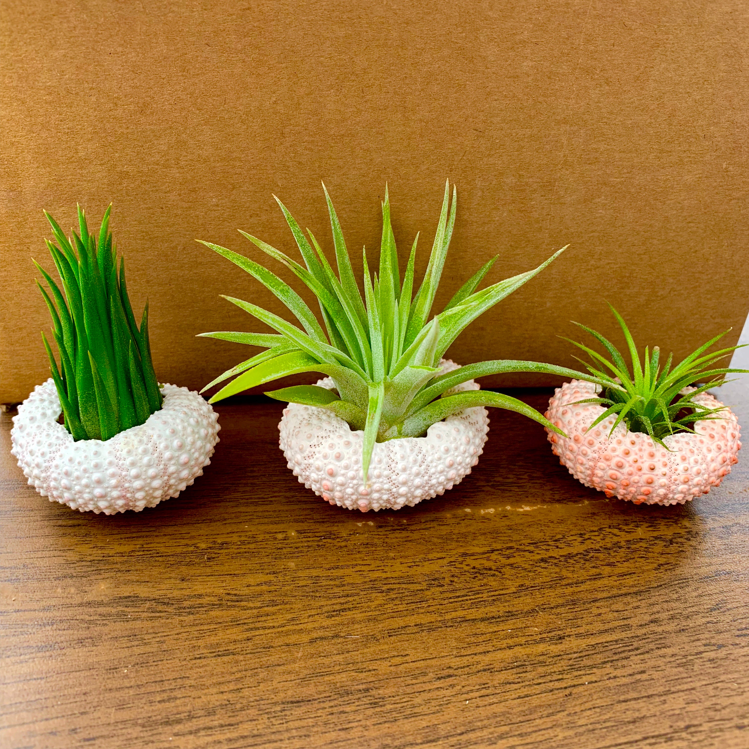 3 Pack Pink/White Urchin Shells + Plants <br> (Includes Plants!)