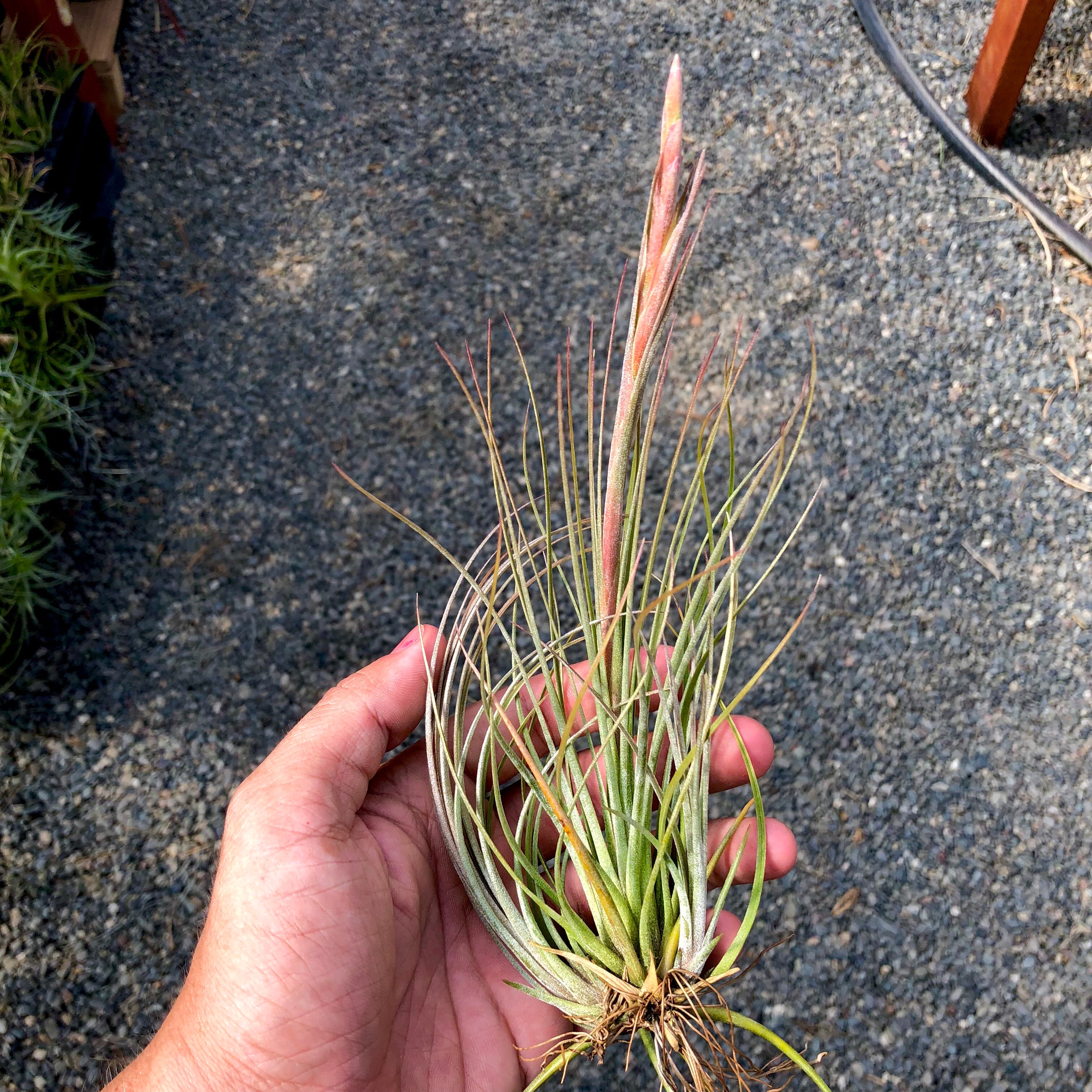 Bartramii 5”-9” - Air Plant Hub 