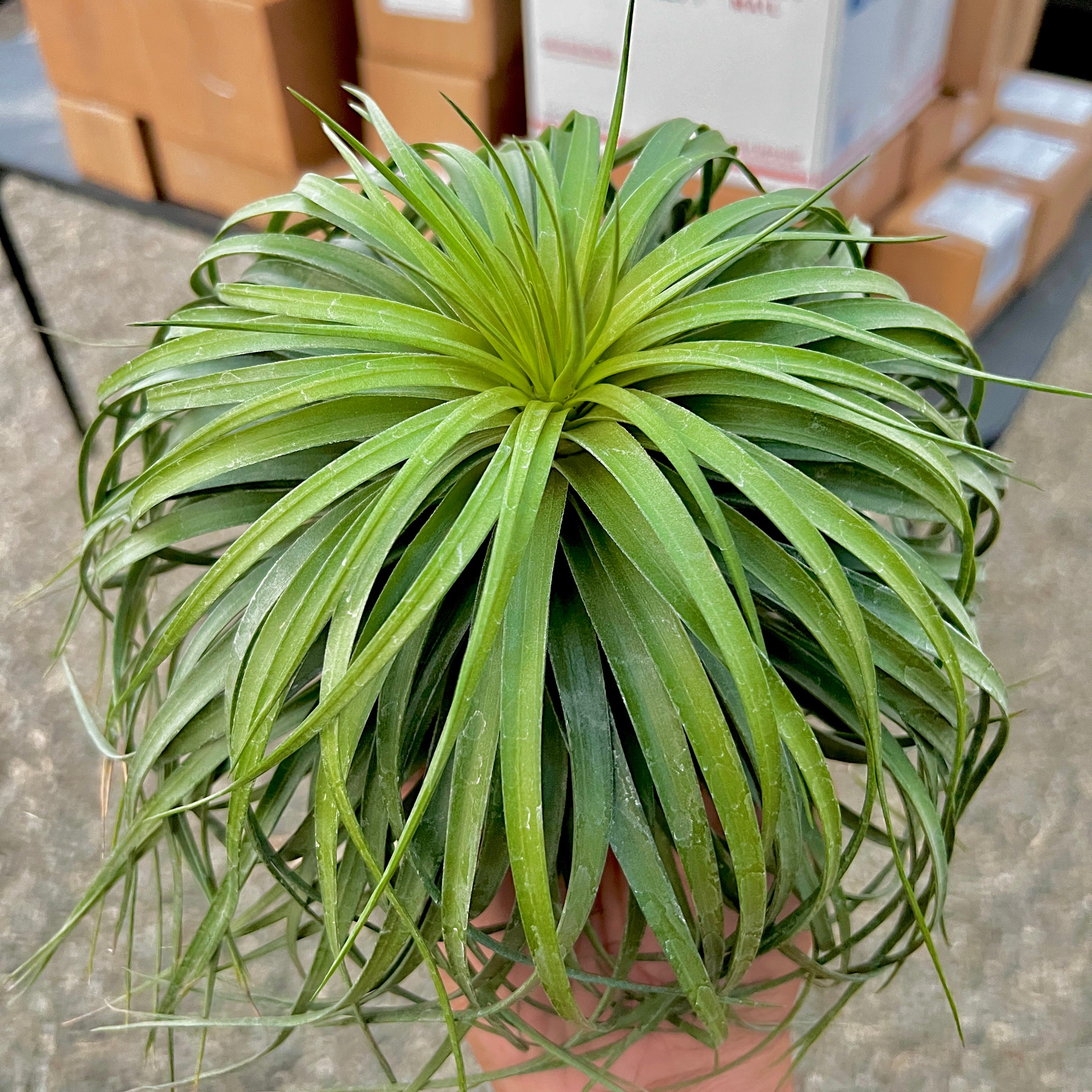 Stricta ‘Cousin It’ *SALE!!!!!*