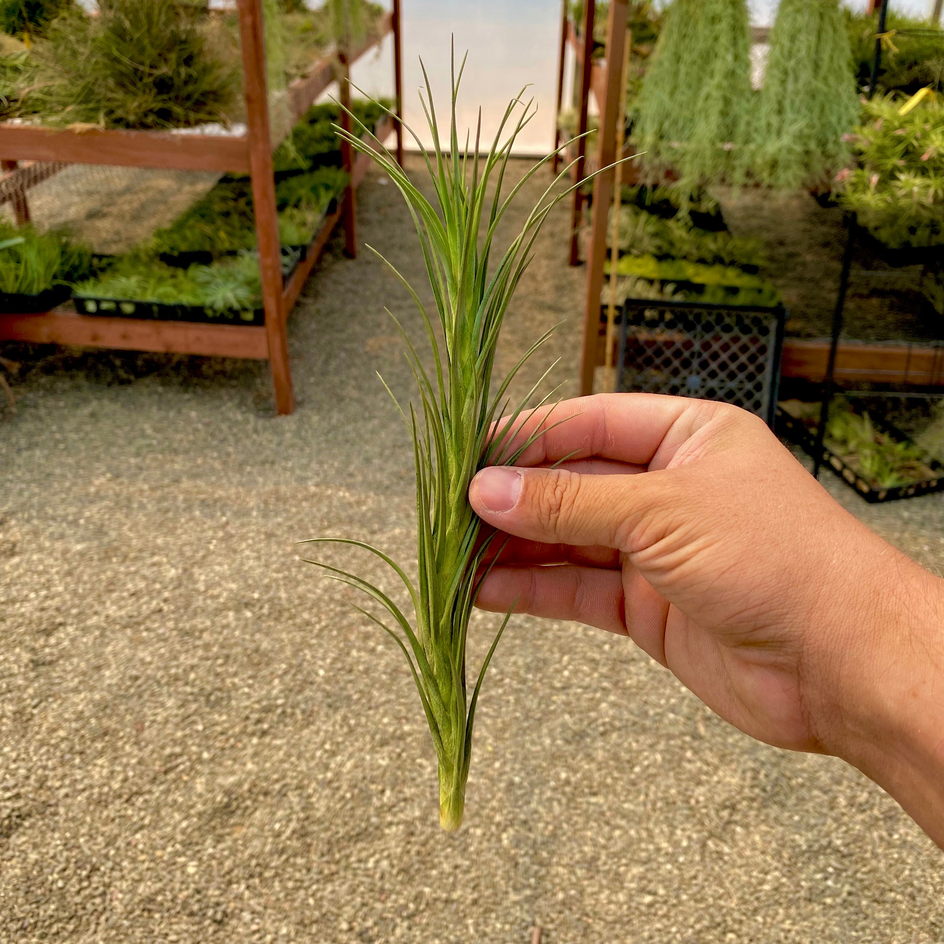 air plant medium Araujei Closed Form (“Snake” Air Plant) Large
