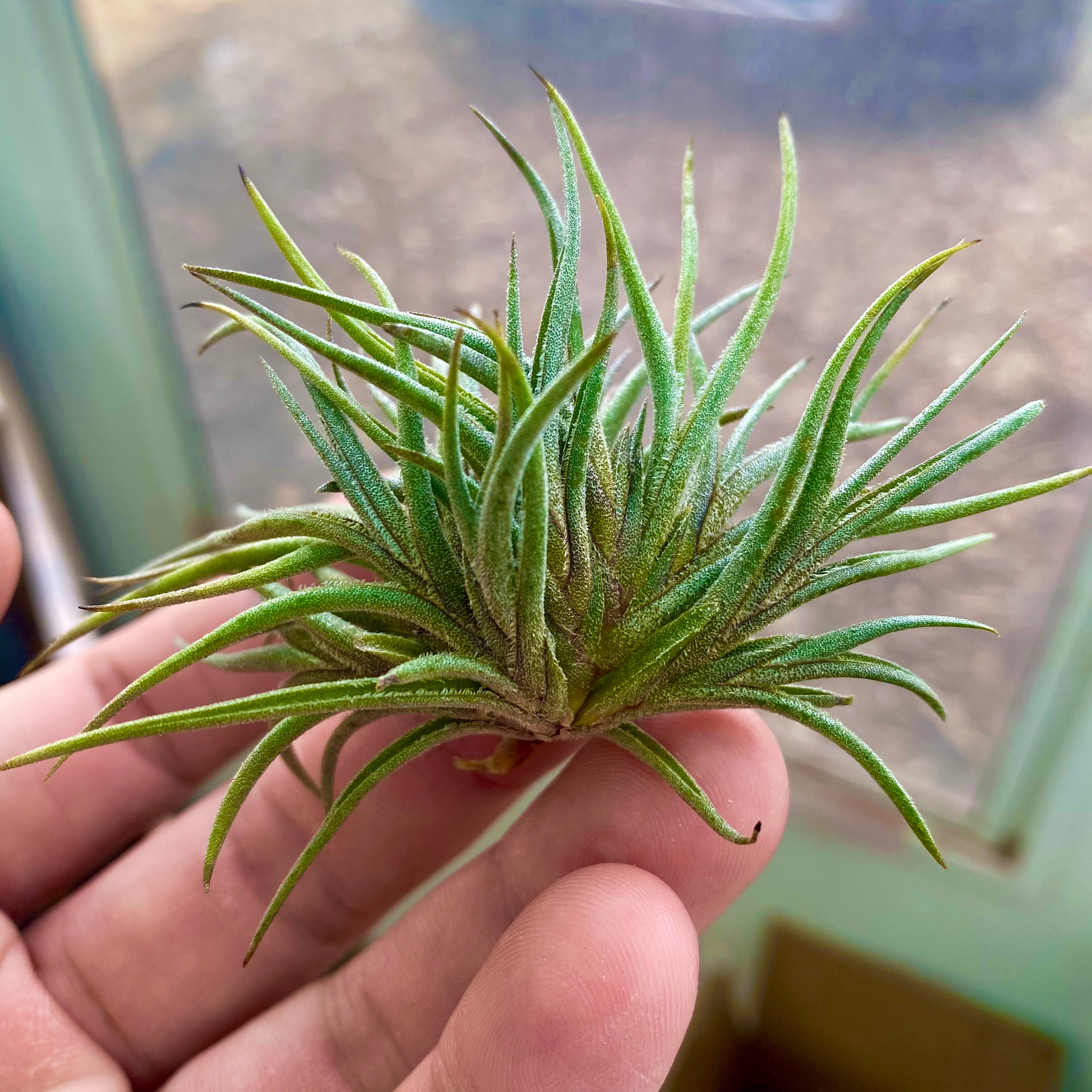 Tillandsia Bandensis Air Plant With Purple Flowers Being Held In Hand Perfect For Terrariums