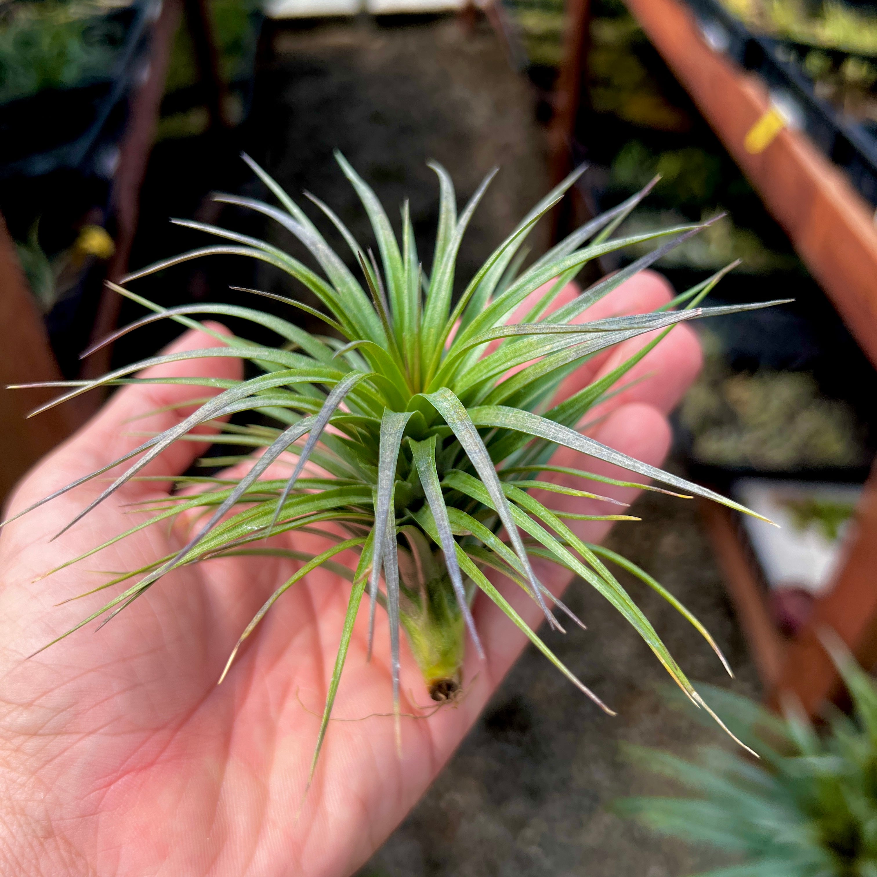 tenuifolia bush air plant tillandsia holder cholla grapewood plant