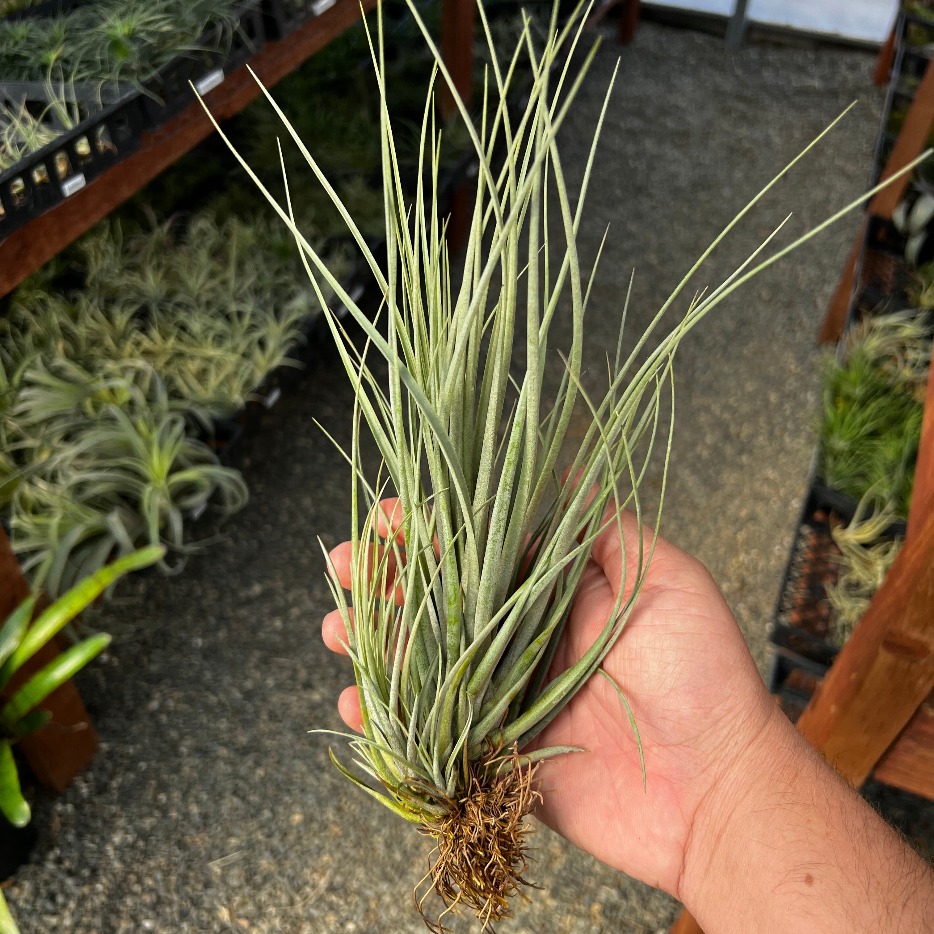 Tillandsia Floridiana USA Native Air Plant Species Greenhouse Grown For Sale