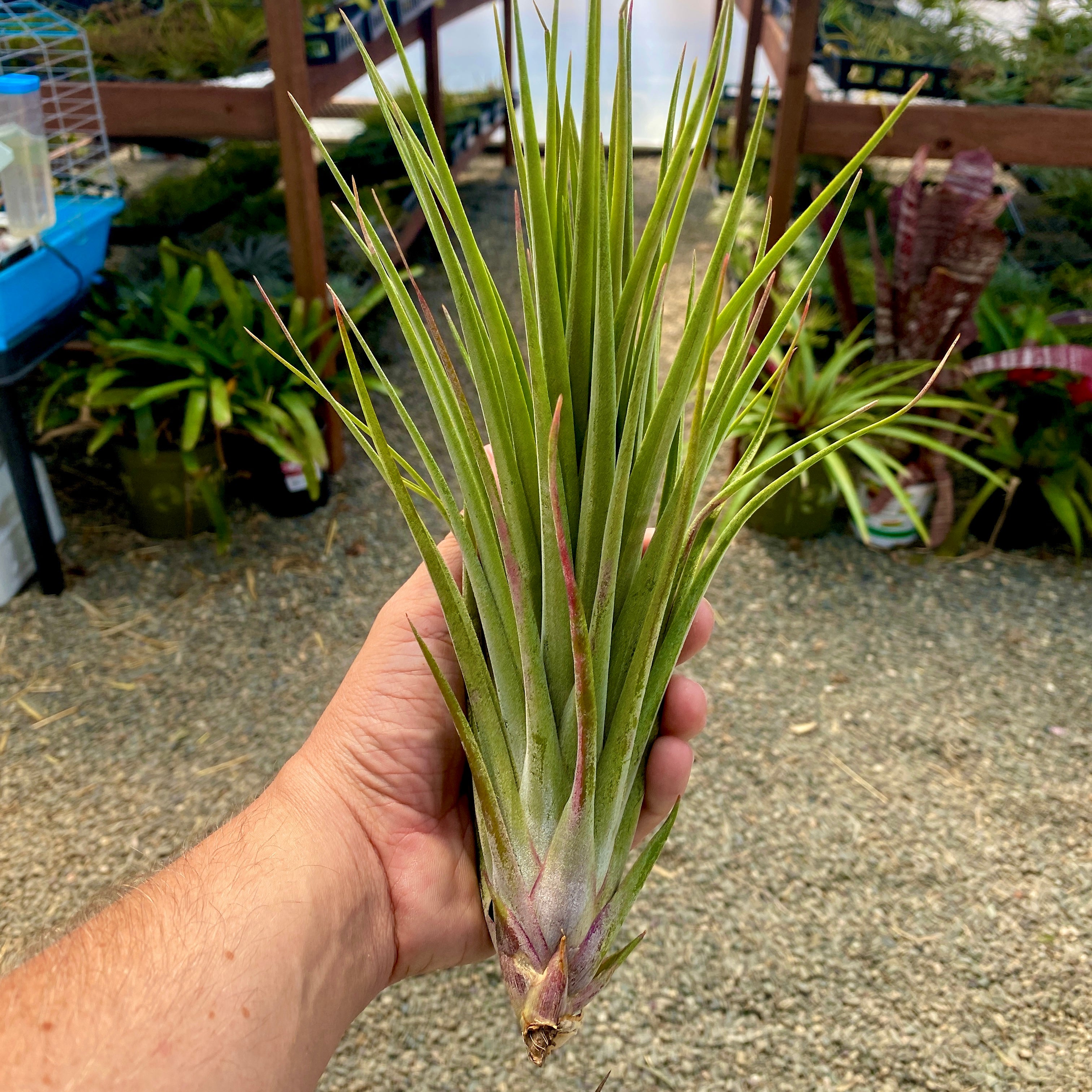 Tillandsia Nidus Air Plant Rare Large XL Houseplant