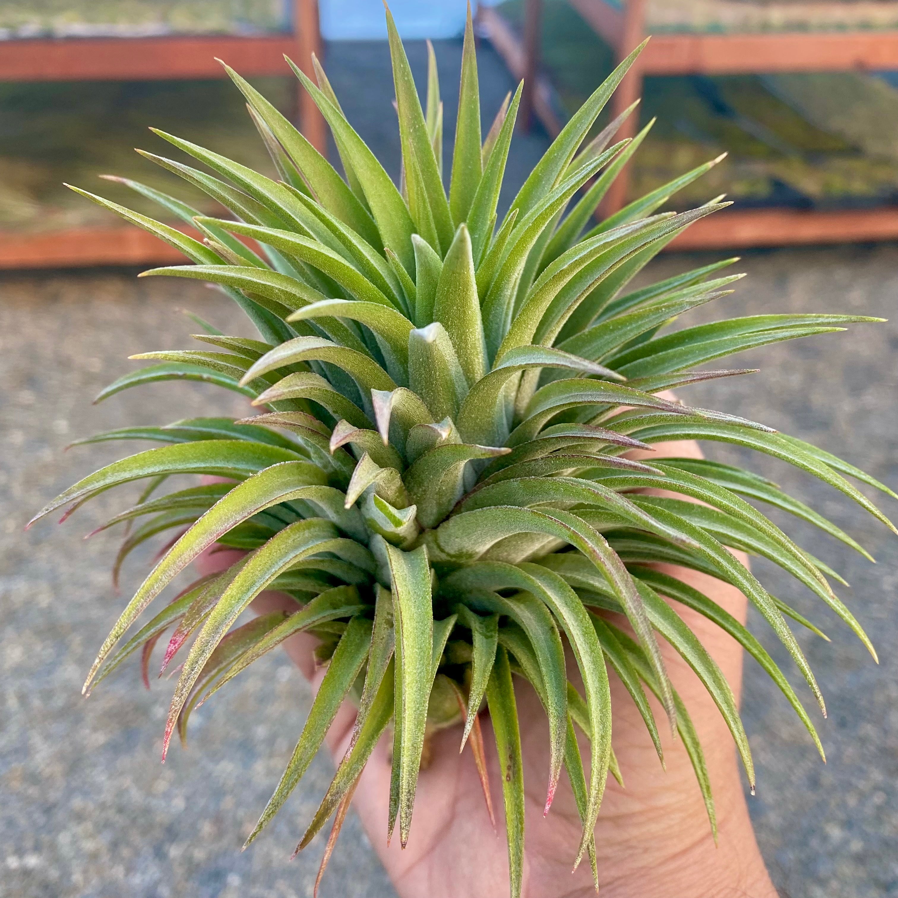 ionantha giant (No ID)