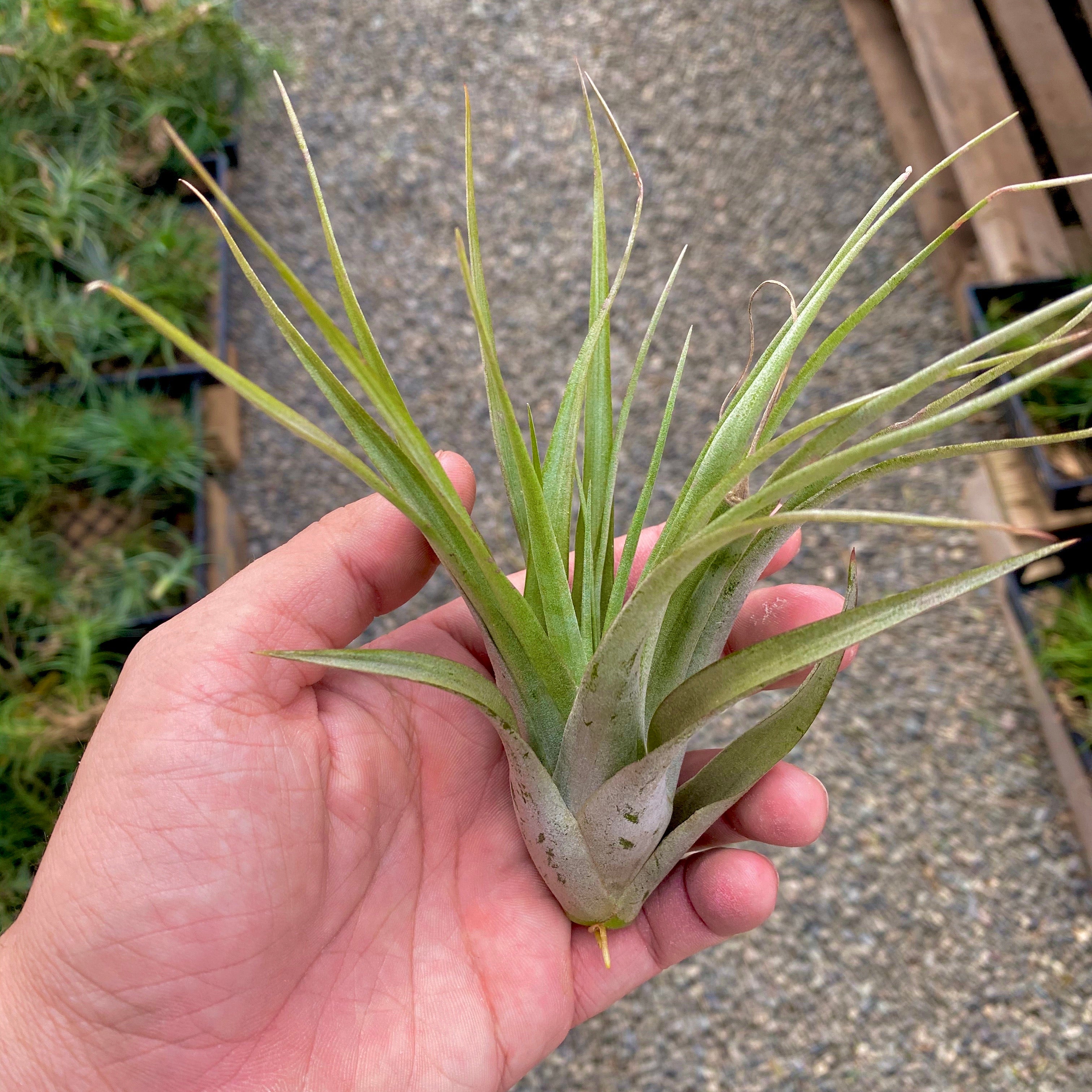 1 Tillandsia Brachycaulos Being Held in Hand