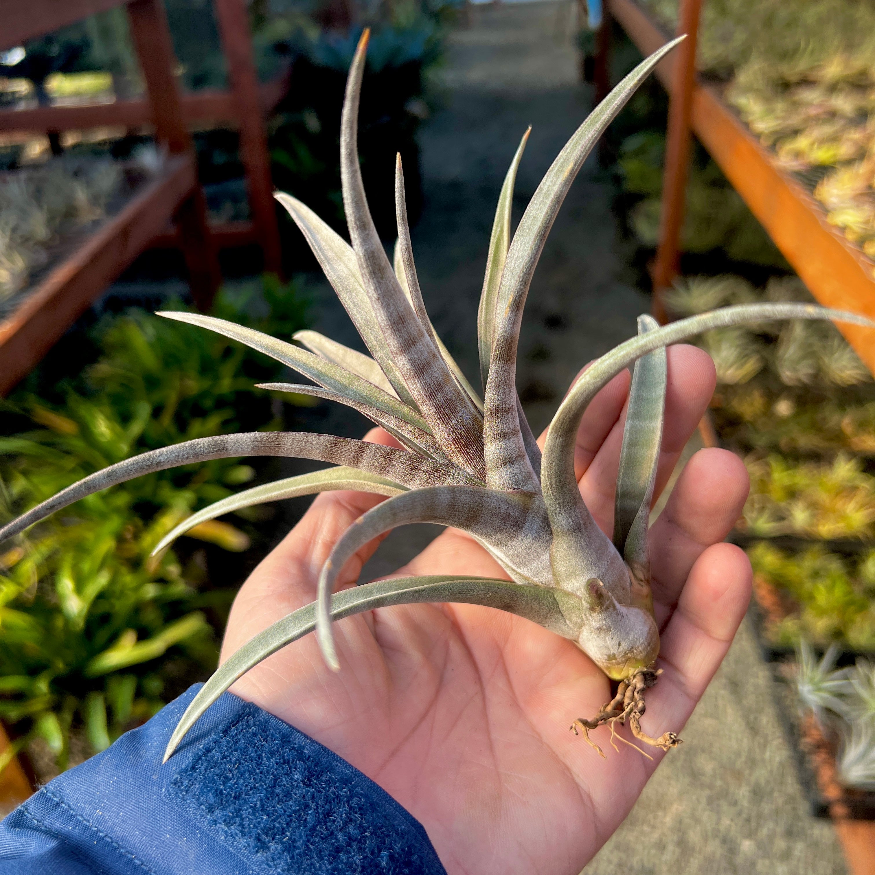 Tillandsia Hildae Rare Banded Air Plant Large Extra Large