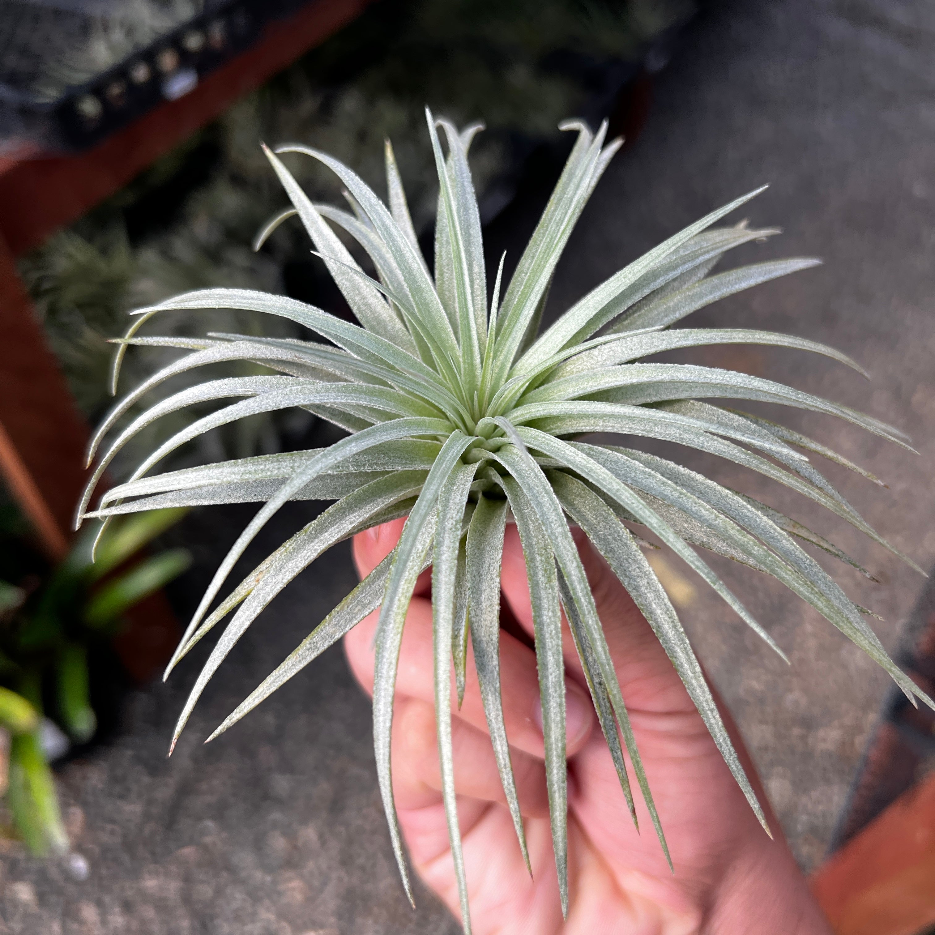 Tillandsia stricta soft purple wedding decor bouquet favor