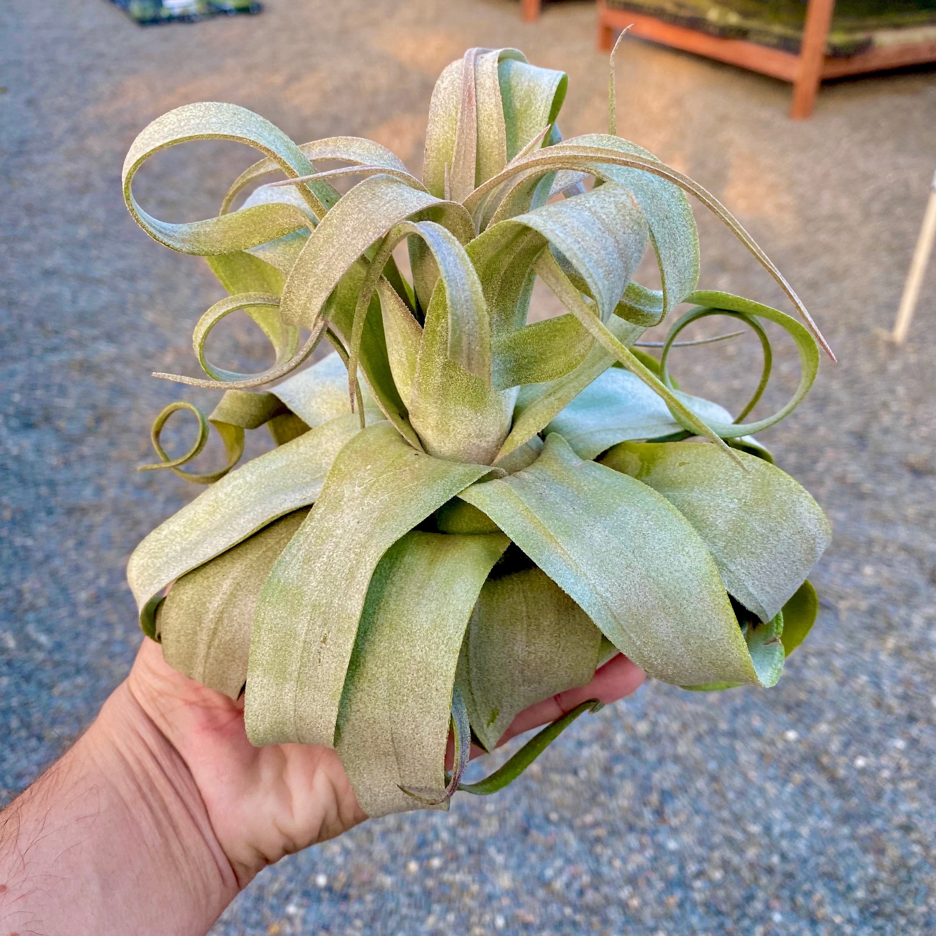 Streptophylla Giant