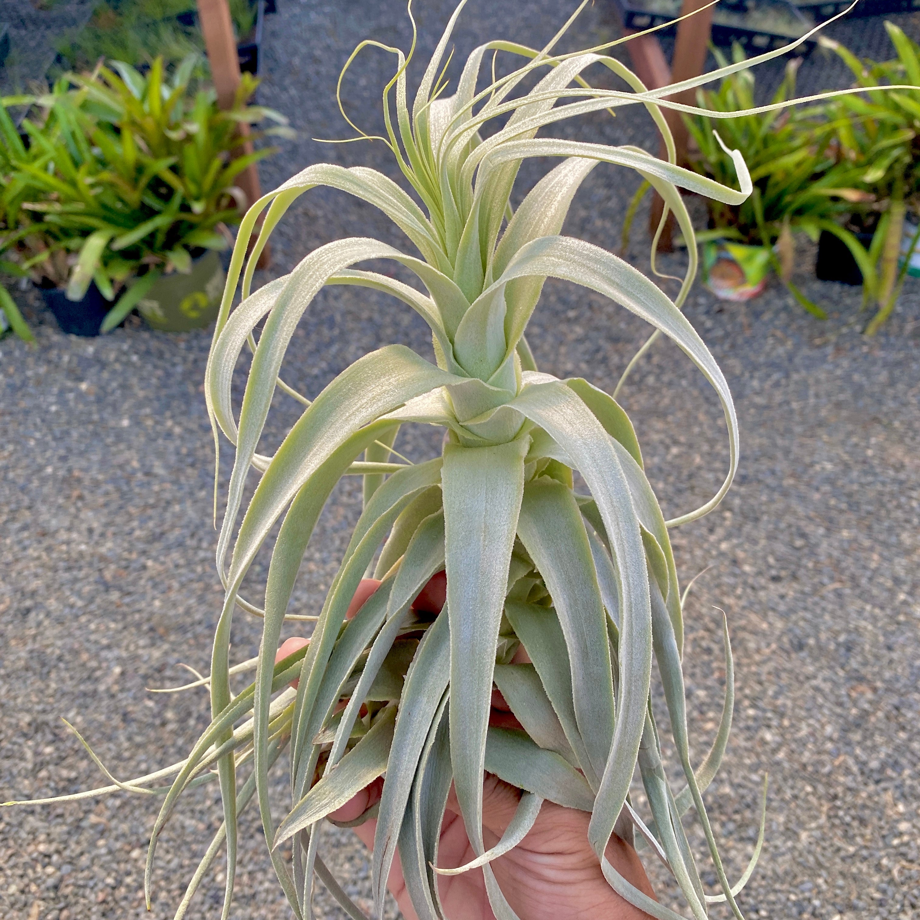 White Wedding Air Plant Tillandsia Floral Bouquet