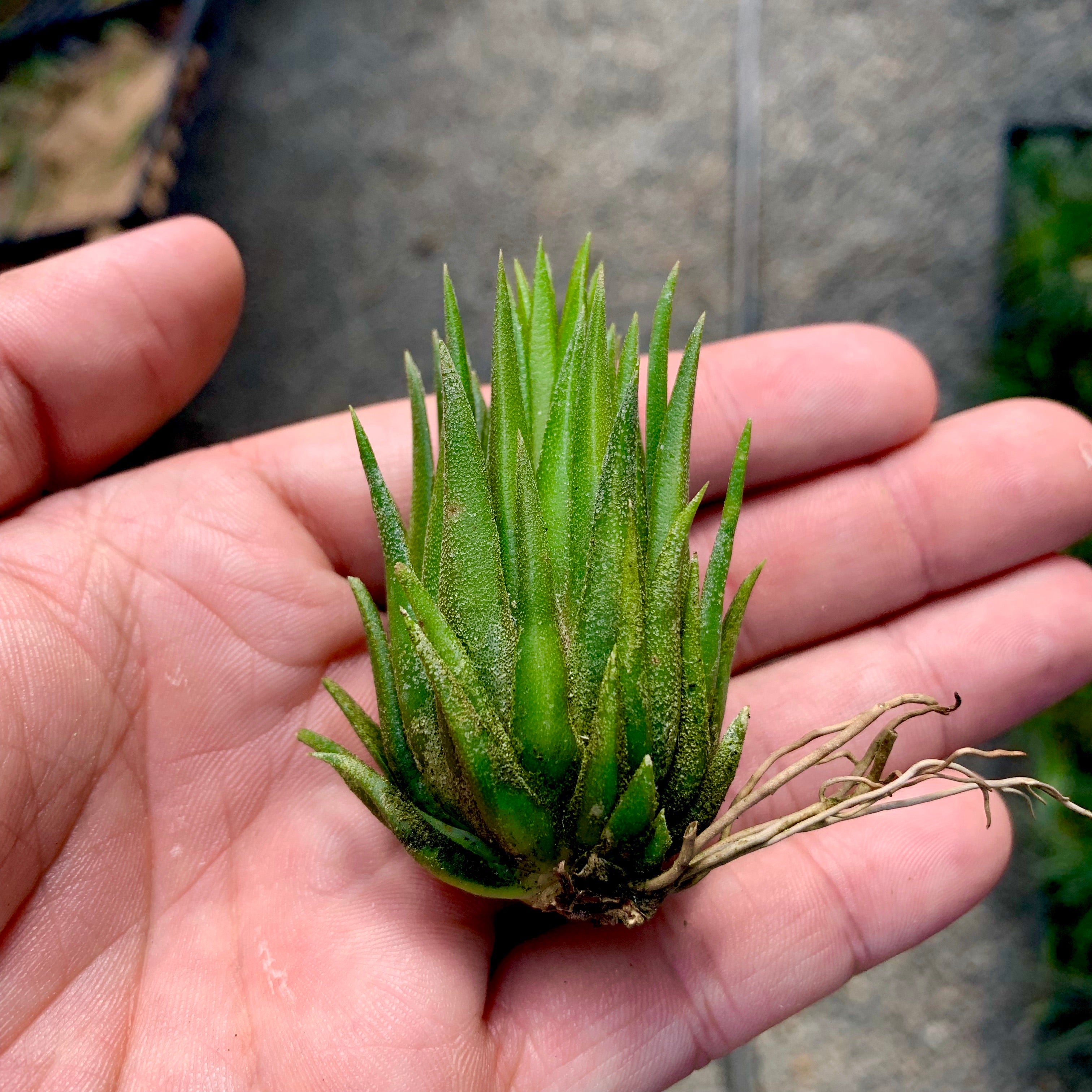 Tillandsia Ionantha Hand Grenade Air Plant Rare