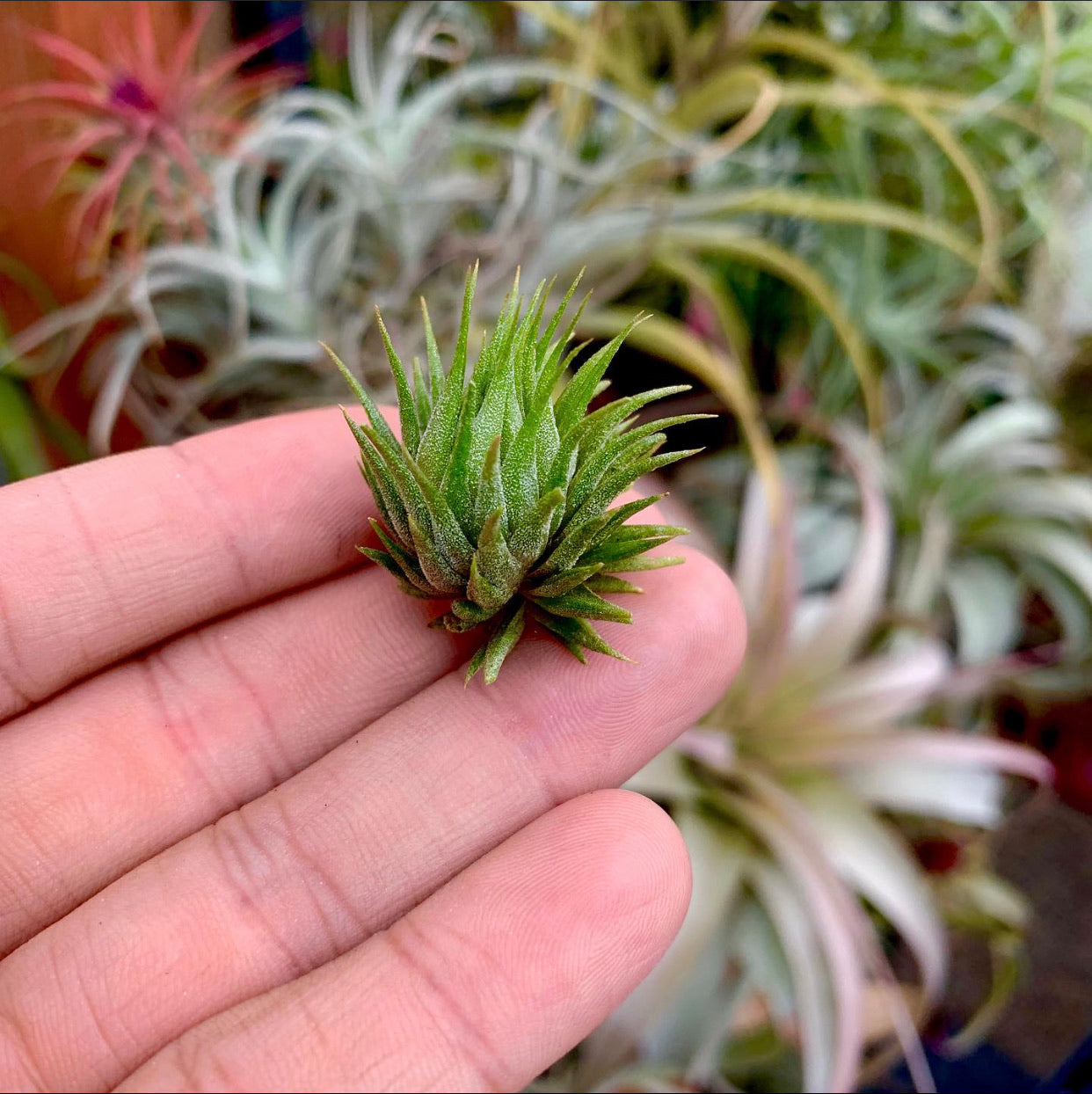 Tillandsia Ionantha Peanut Air Plant Small Tiny Houseplant For Sale