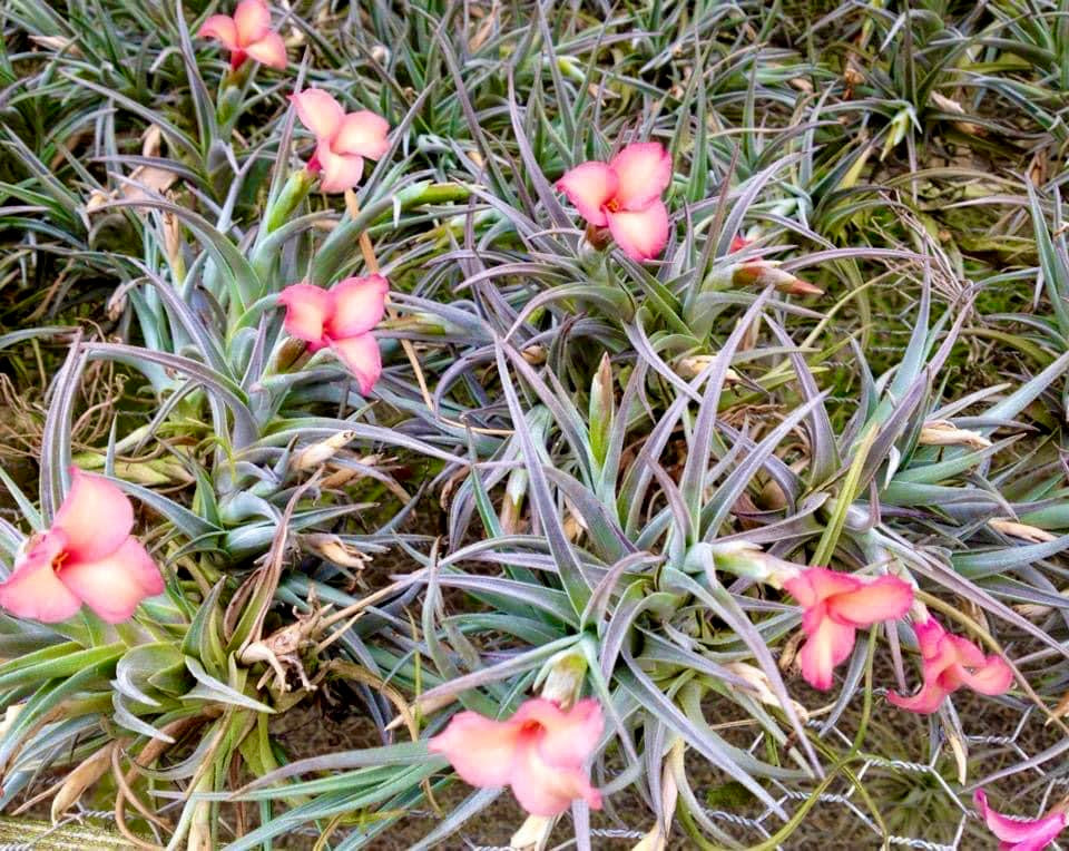 rainbow air plant Mystic Rainbow (albertiana x arequitae)