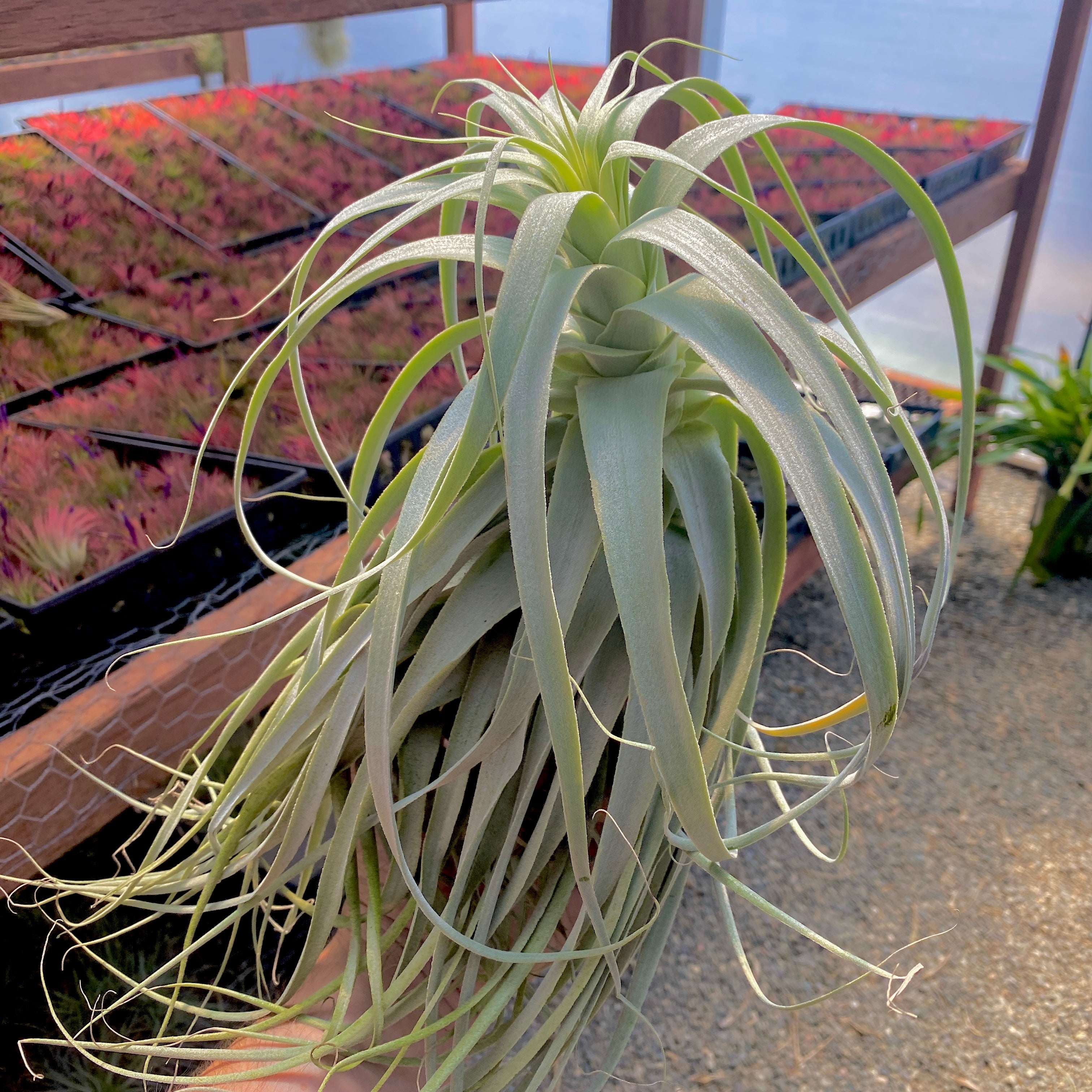 striped air plant Straminea Thick / Tall Leaf Small