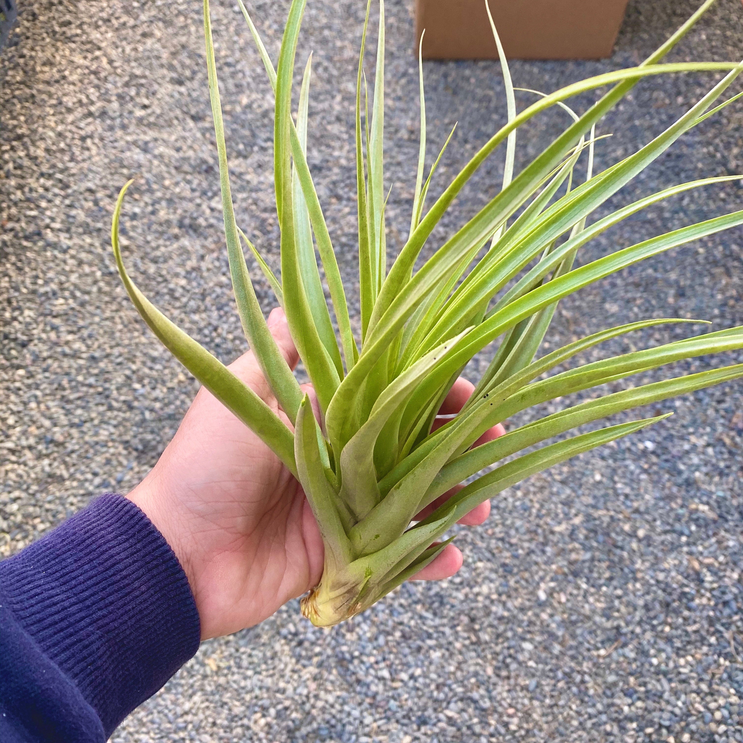 Large Air Plant (6”+) 3 Pack