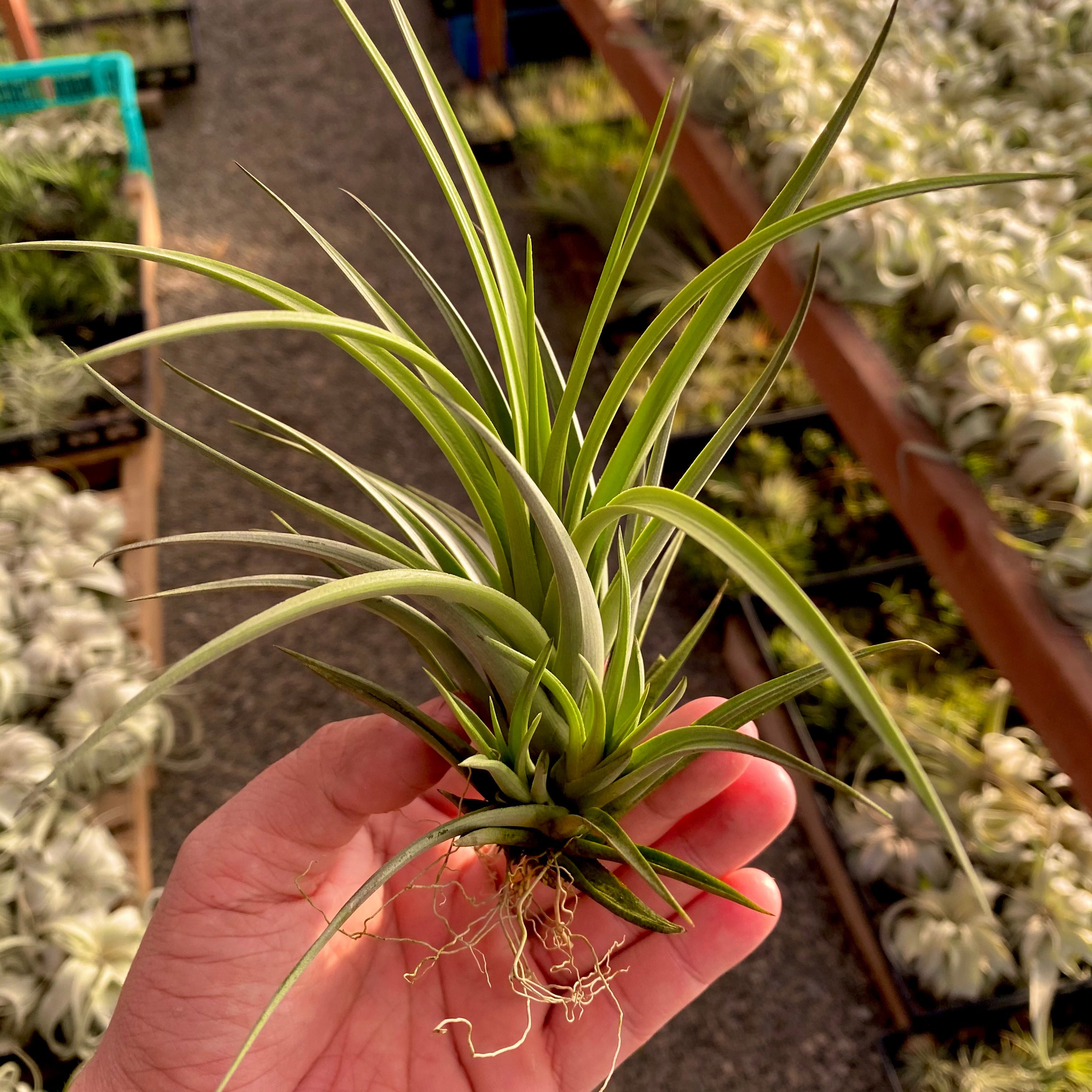 vernicosa air plant Vernicosa Tall Form With Pups