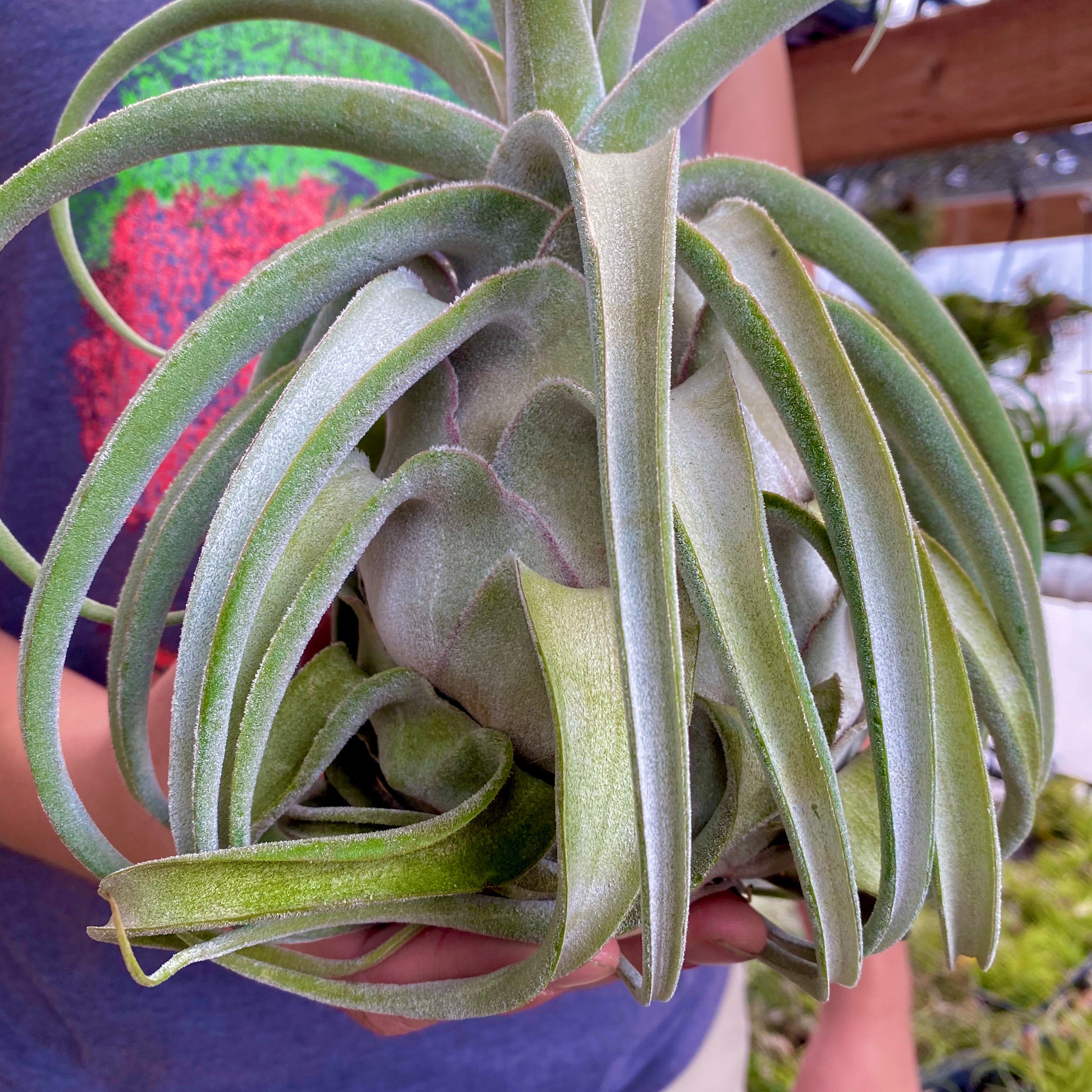 Lucille Air Plant Rare Tillandsia Large XL for sale Ehlersiana Hybrid