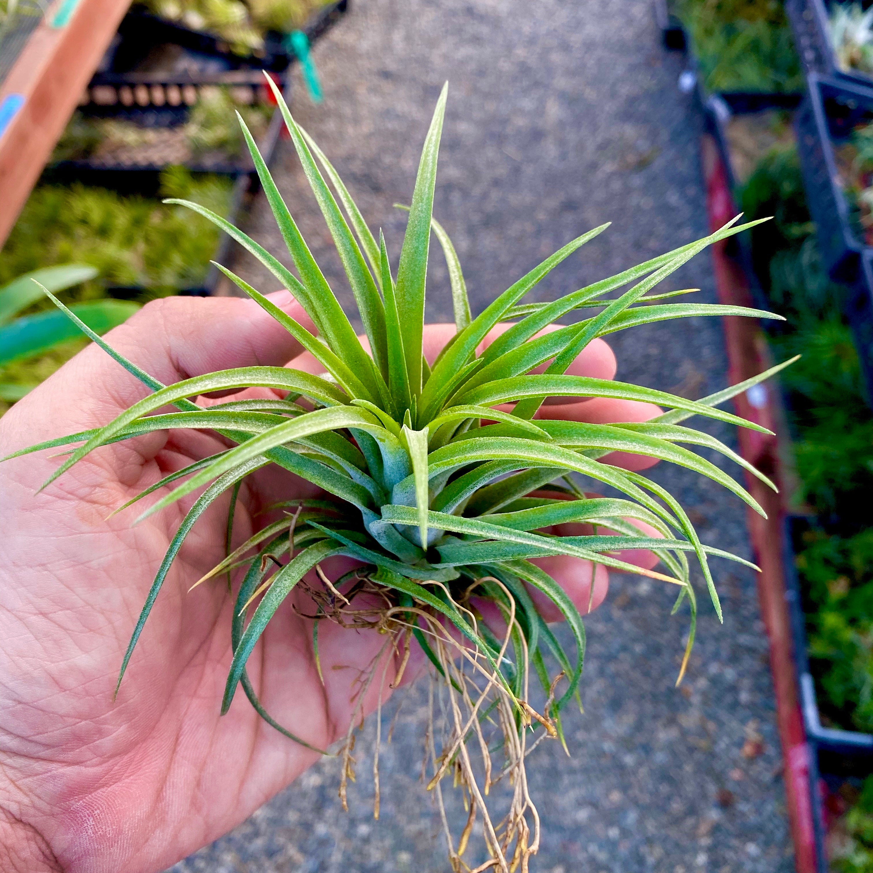 victoriana air plant Victoria (Currently Green)
