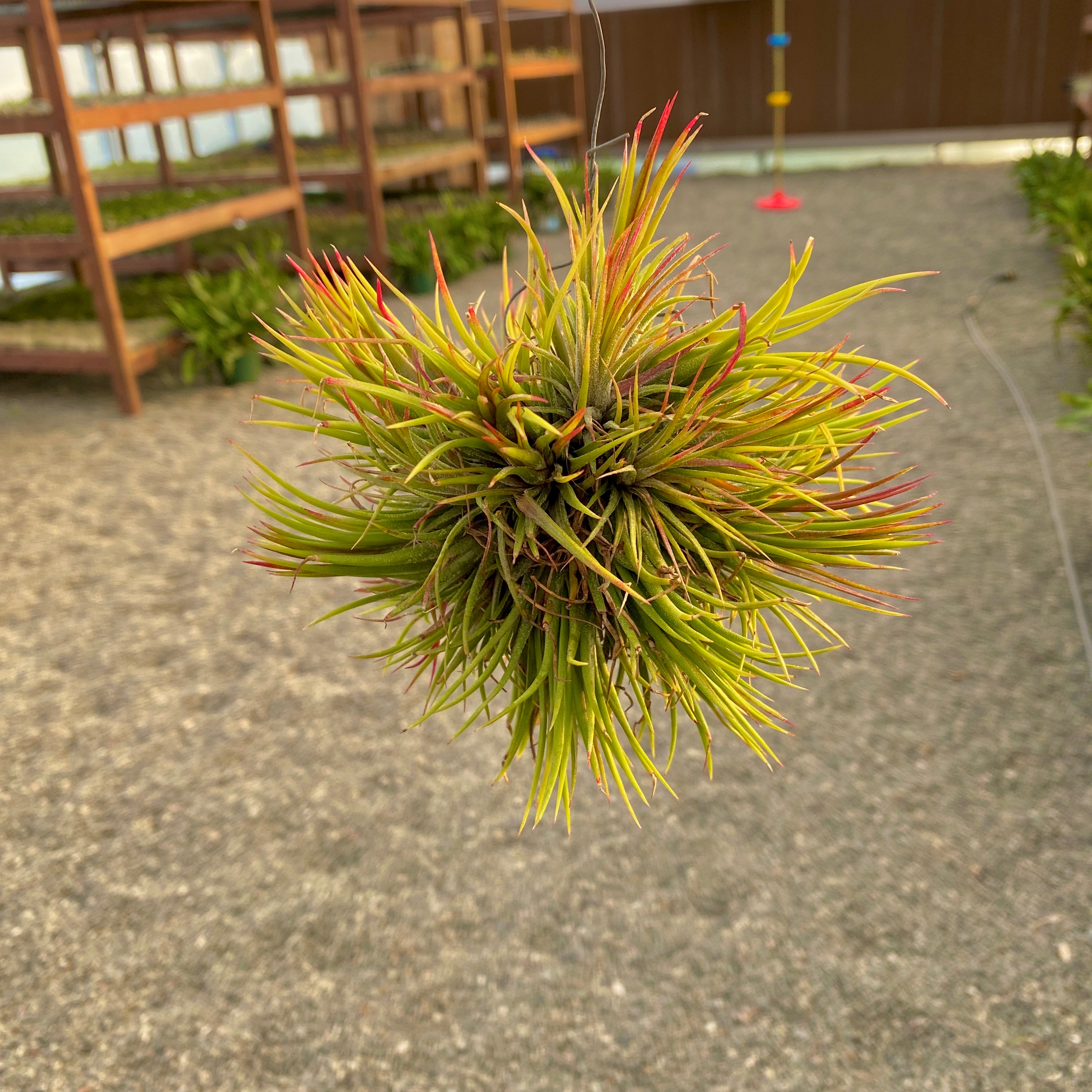 Tillandsia Ionantha Air Plant Clumps Hanging Wire