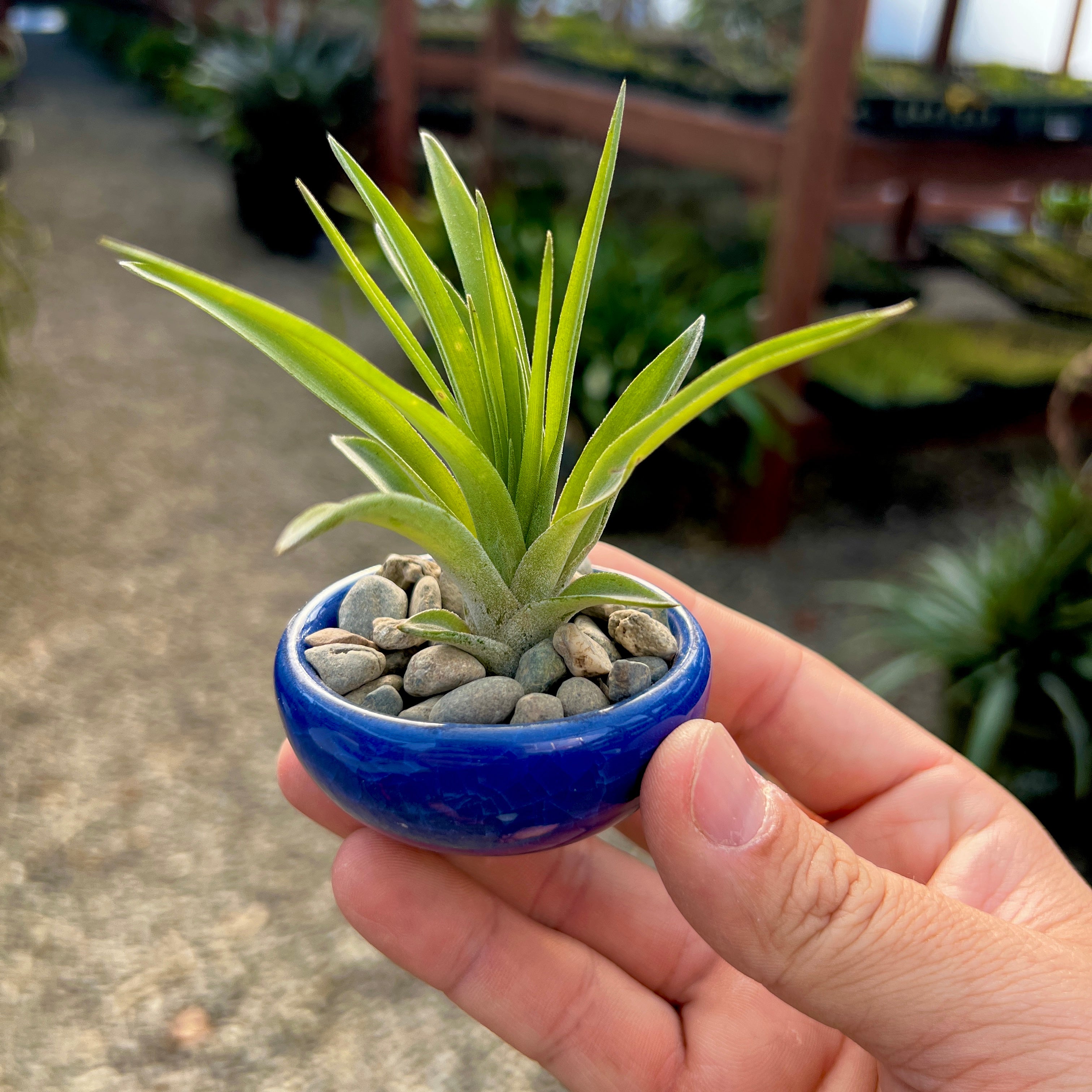 Ice Glazed Ceramic Mini Air Plant Holder