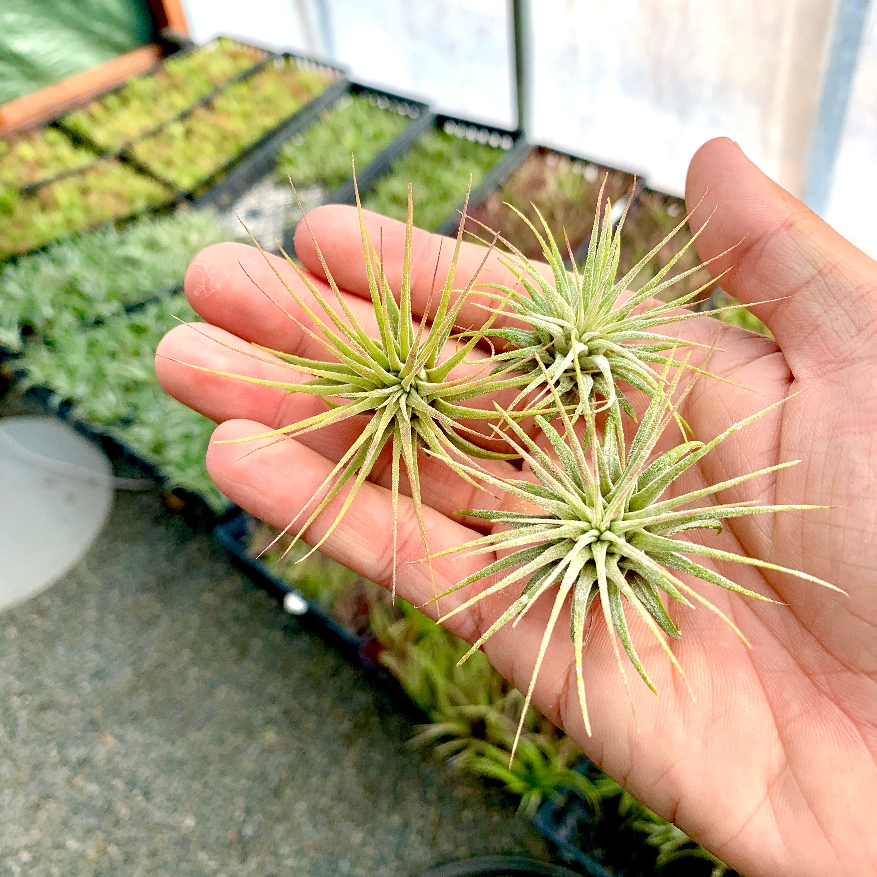 Wholesale Ionantha Guatemala Small <br> (Minimum Order 10)