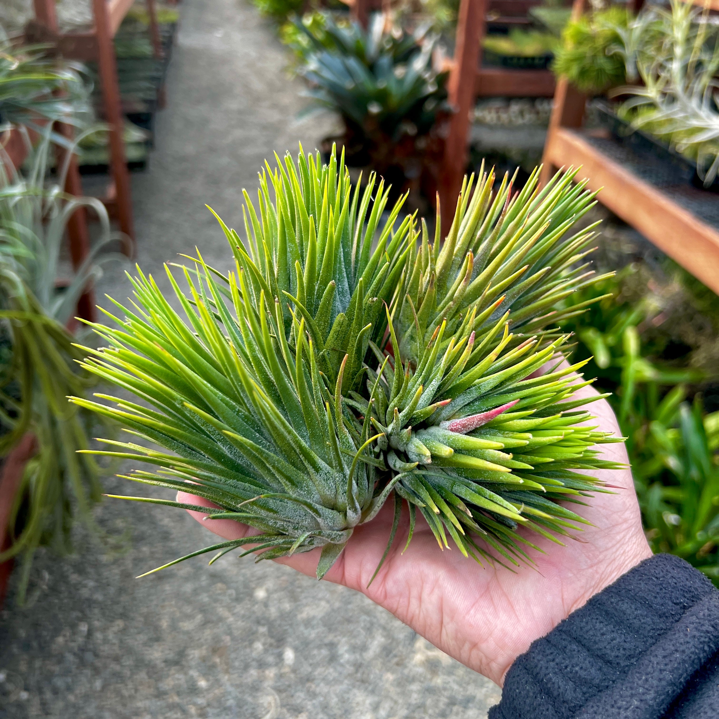 Tillandsia Ionantha Hand Grenade Air Plant Rare