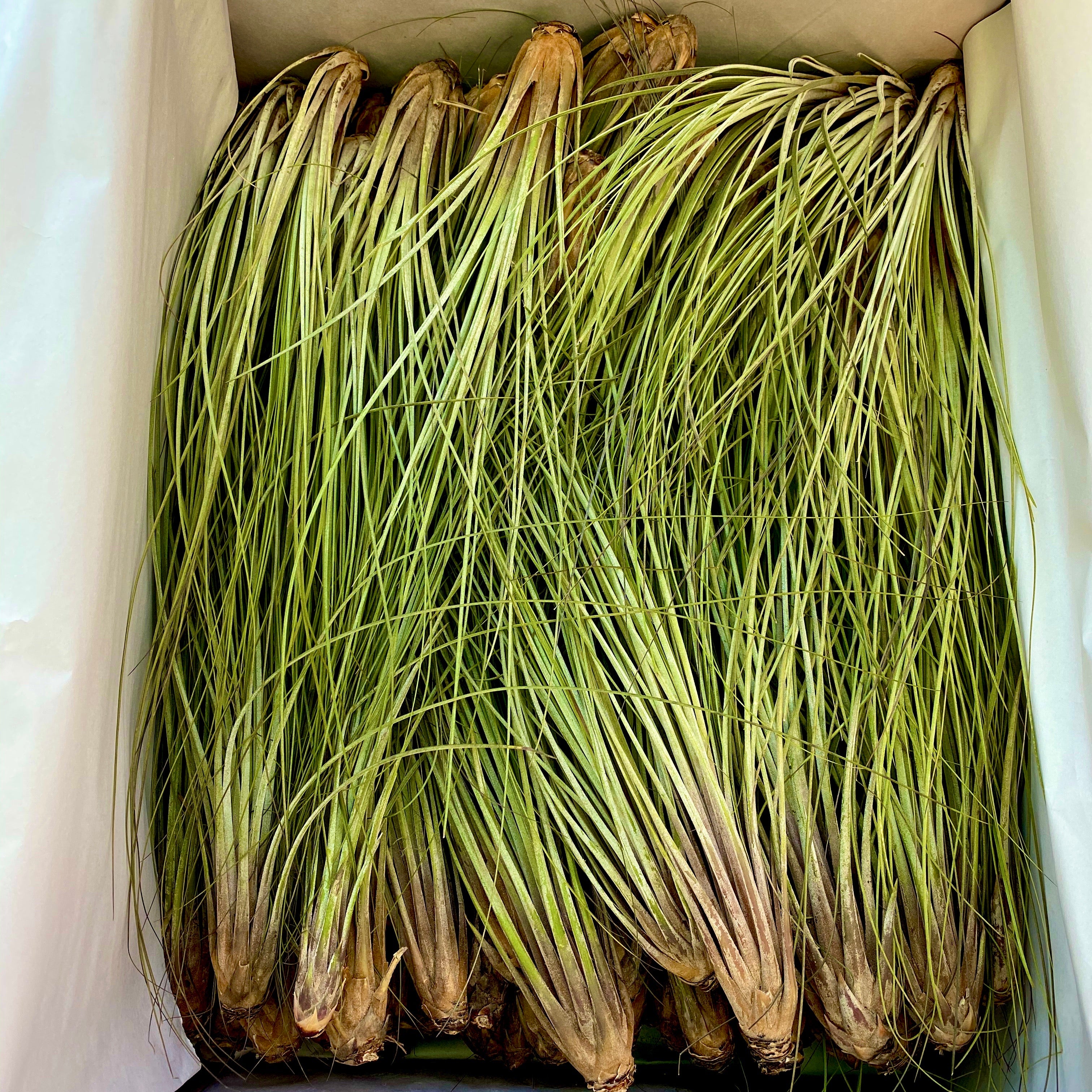 Wholesale Juncea Giant 12”+ <br> (minimum order 3)