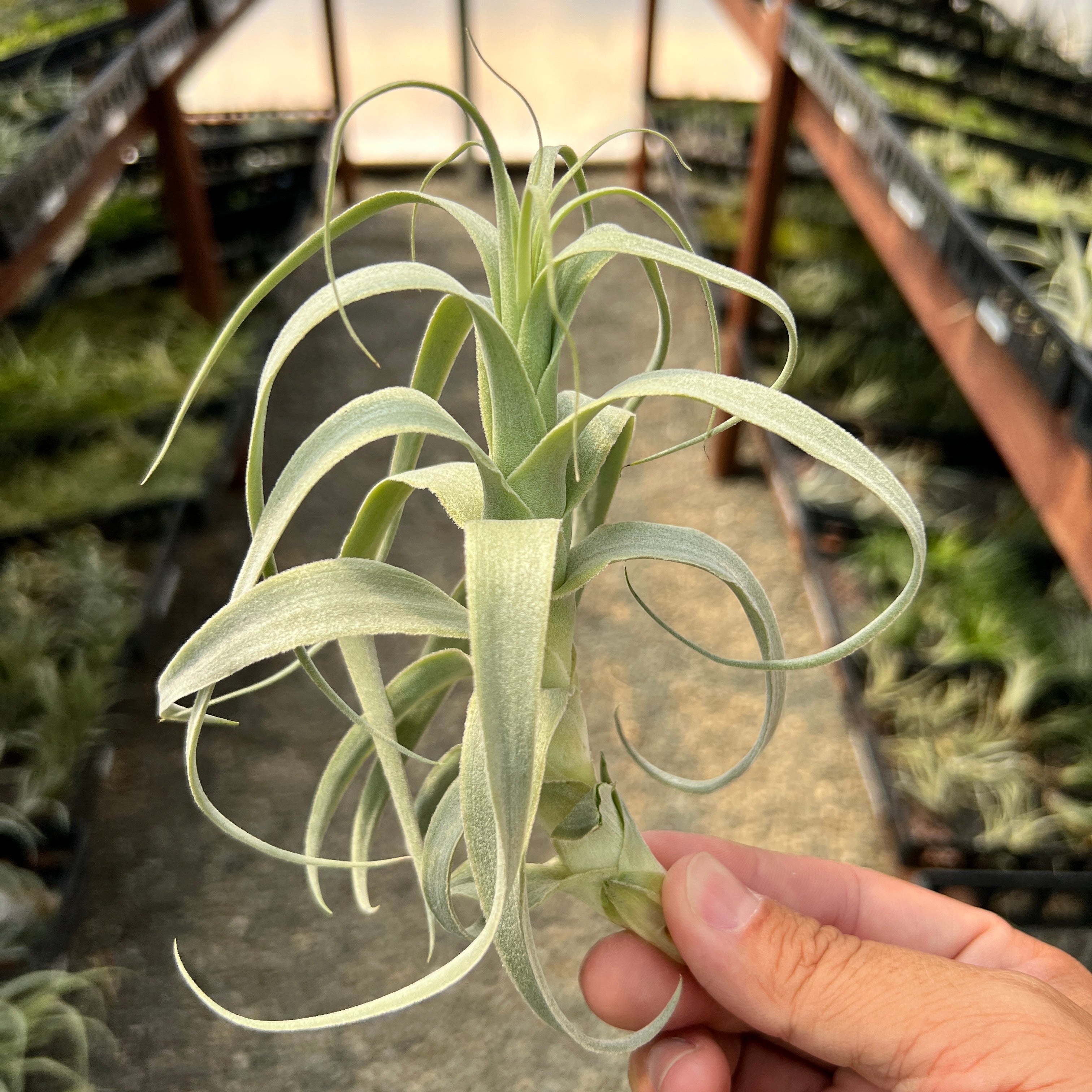 White Wedding Air Plant Tillandsia Floral Bouquet