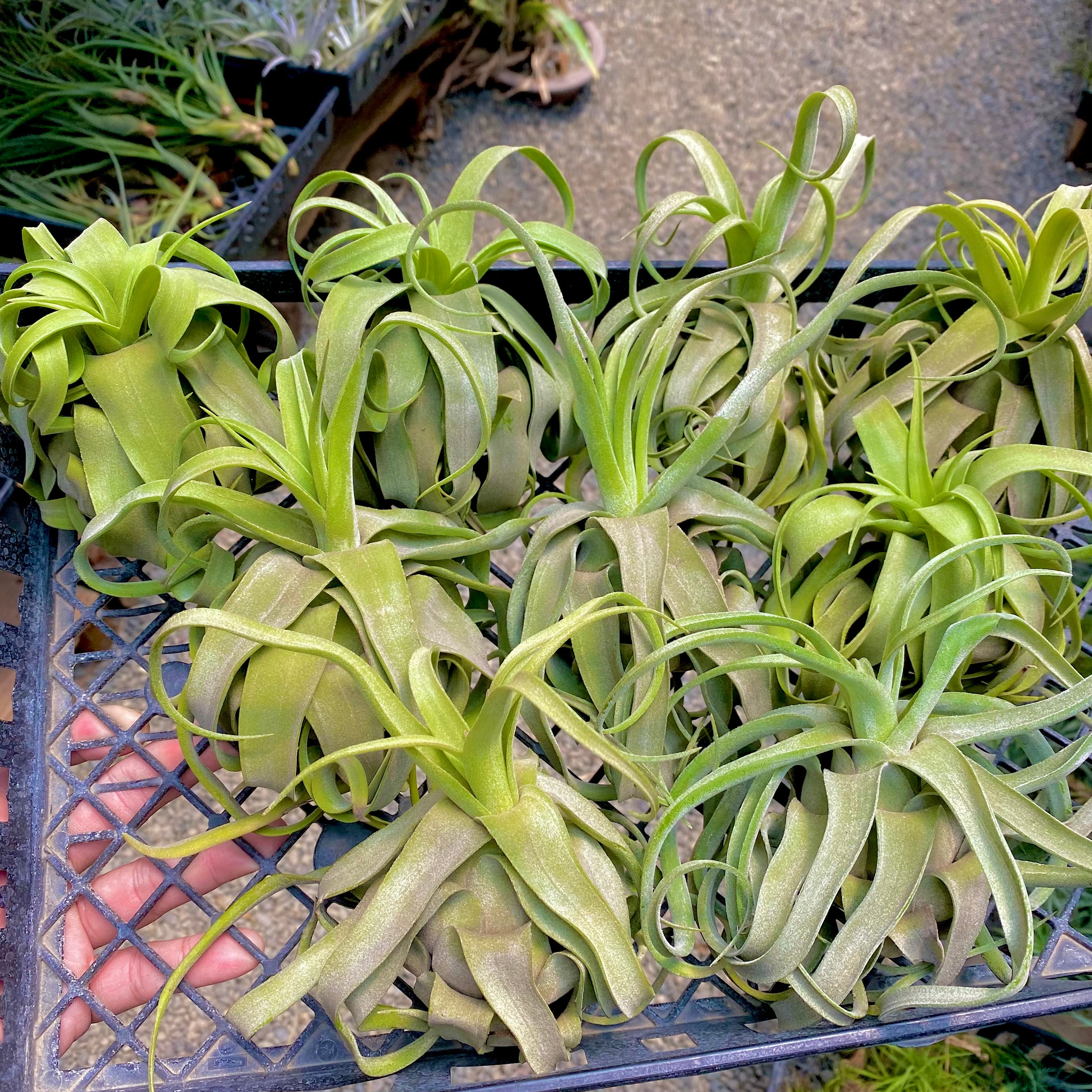 Wholesale Streptophylla  Medium <br> (Minimum Order 3)