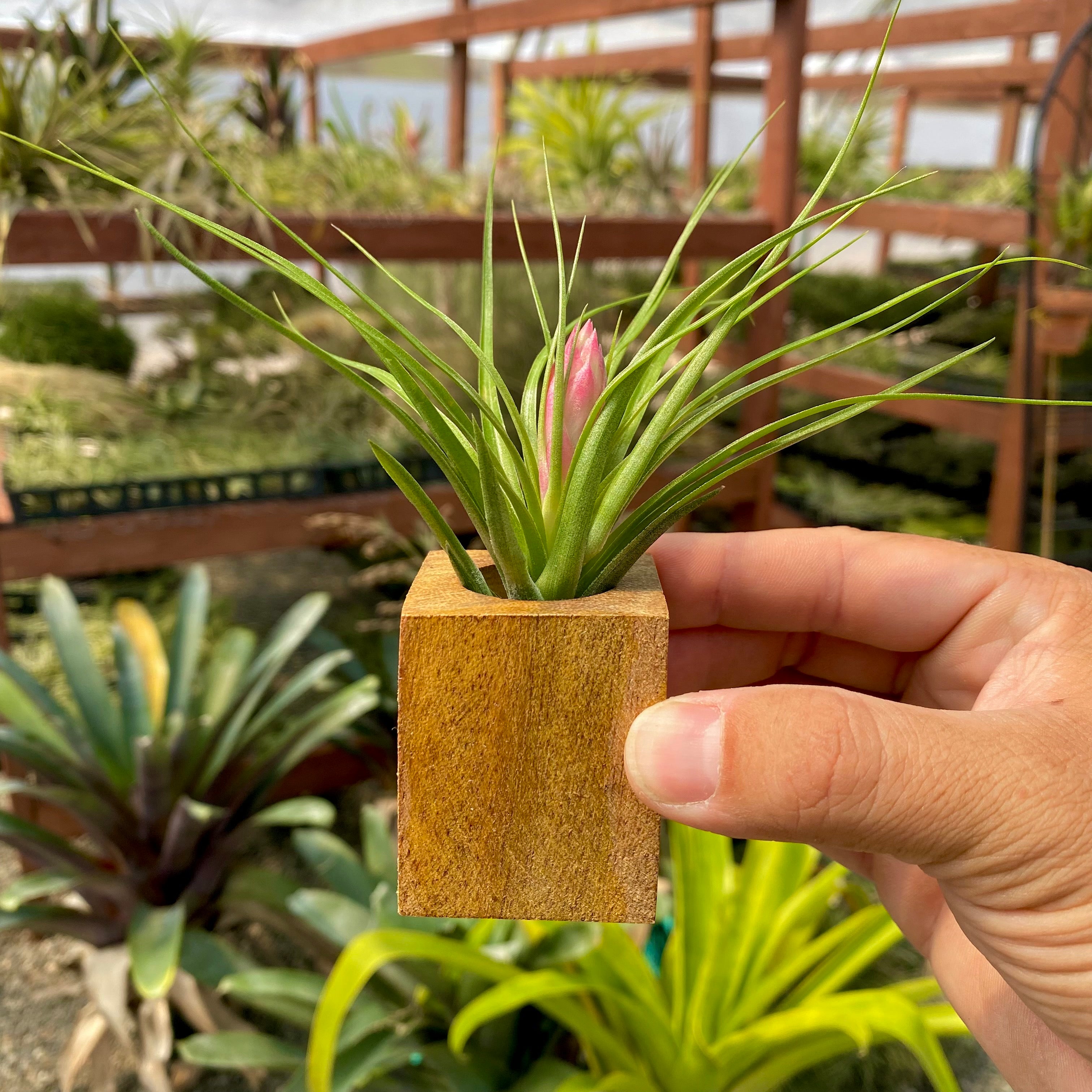 Handcrafted Oak Wood Square Air Plant Holder