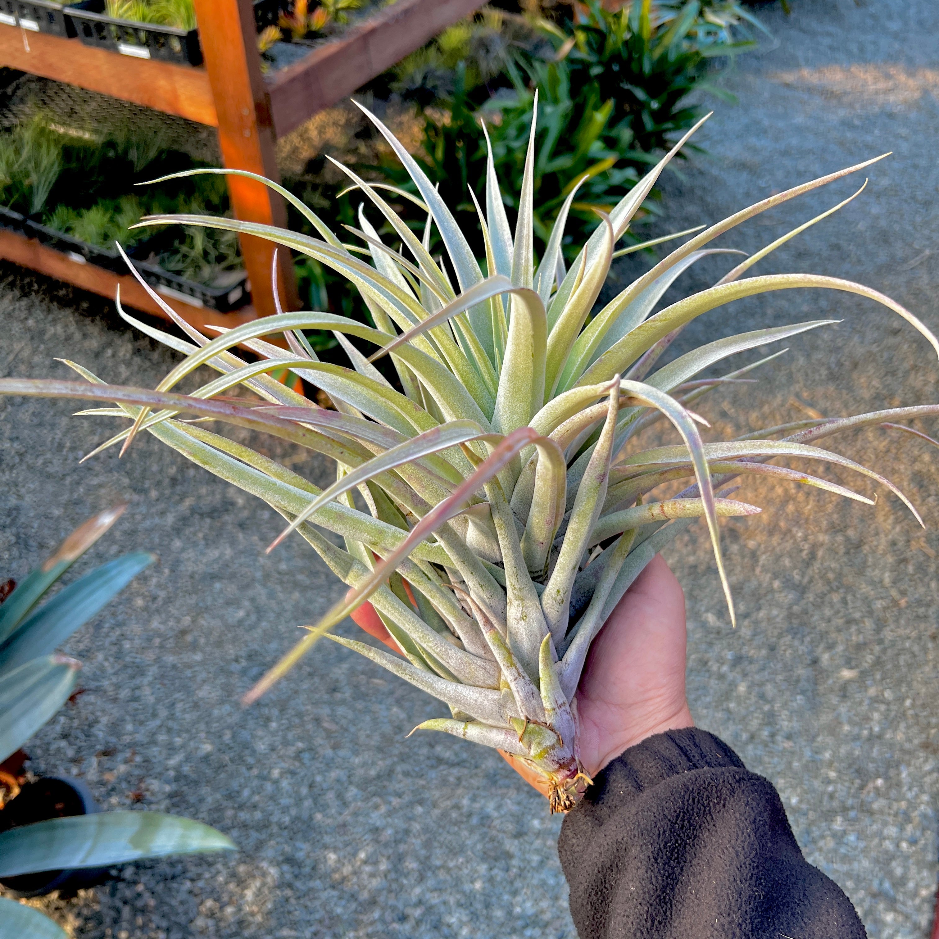 Capitata Salmon Tillandsia Extra Large Air Plant Rare Species