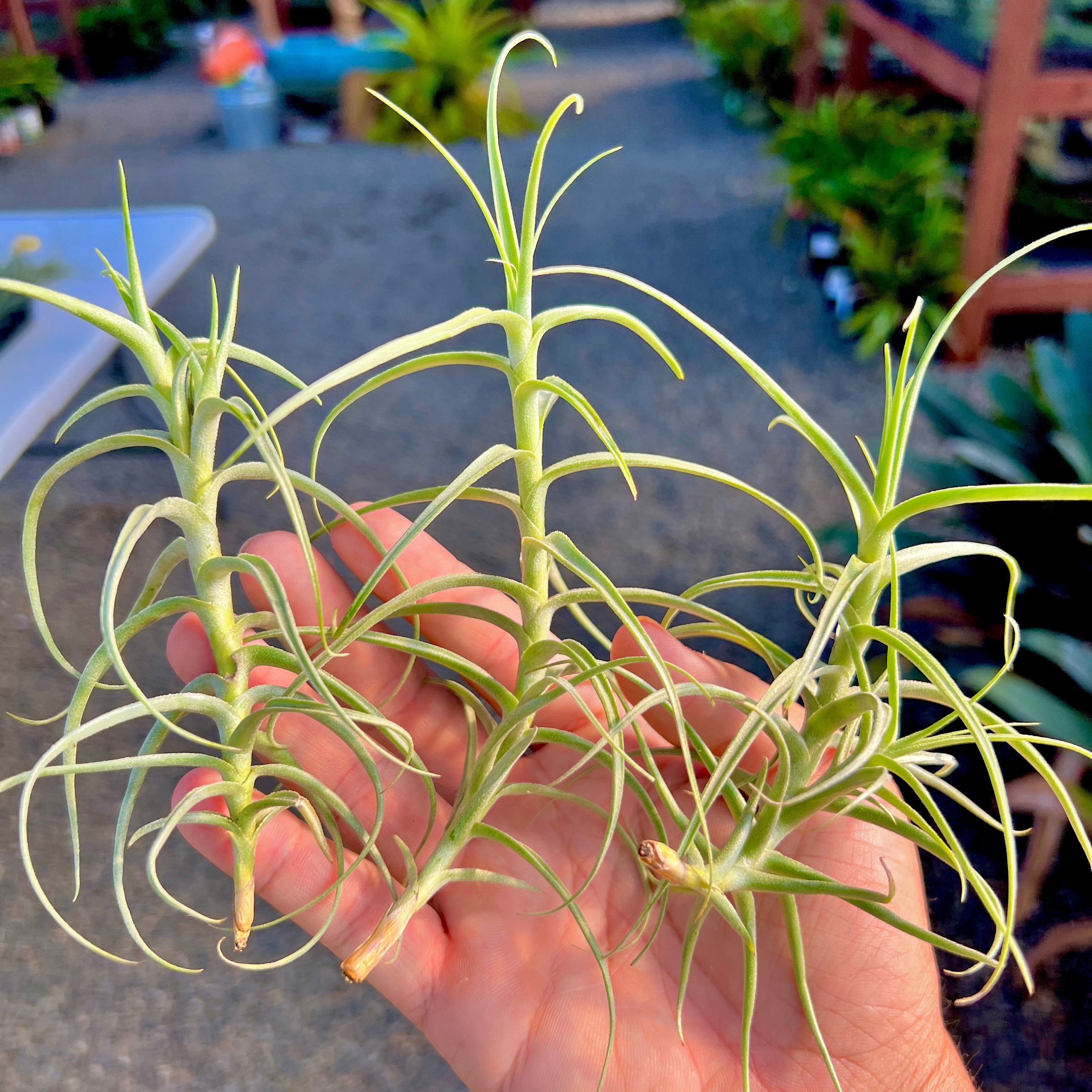 Tillandsia paleacea x tectorum sweet isabel air plant