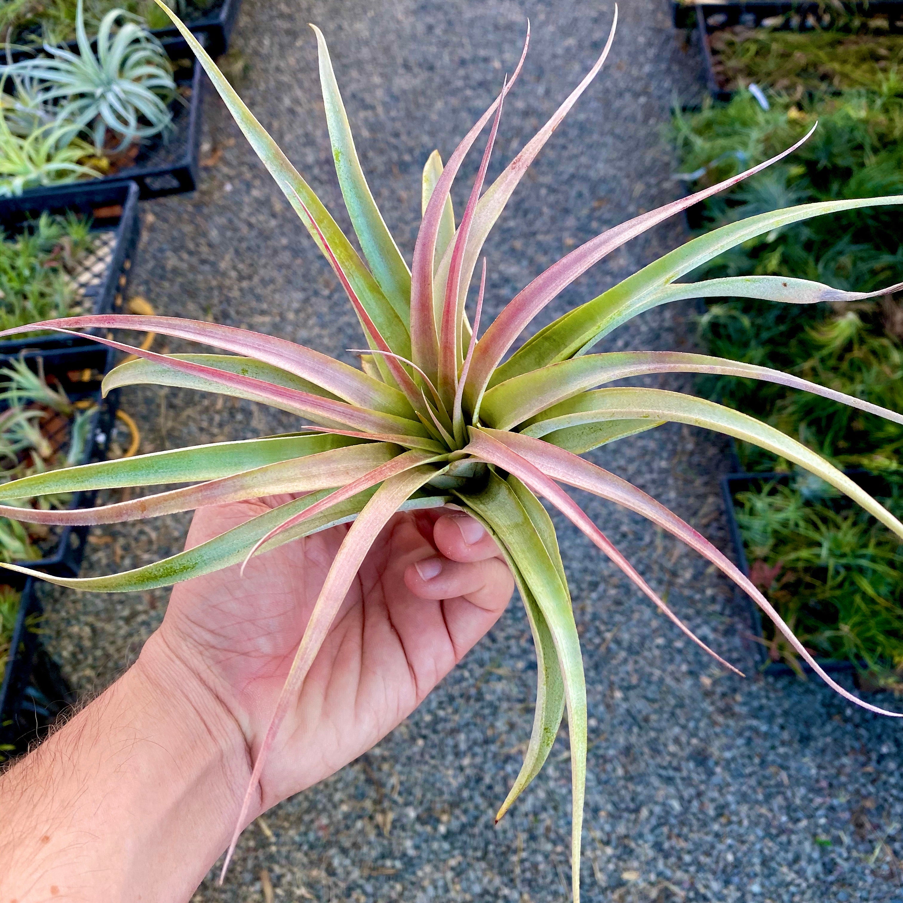 large faux air plant Large Air Plant (6”+) 3 Pack