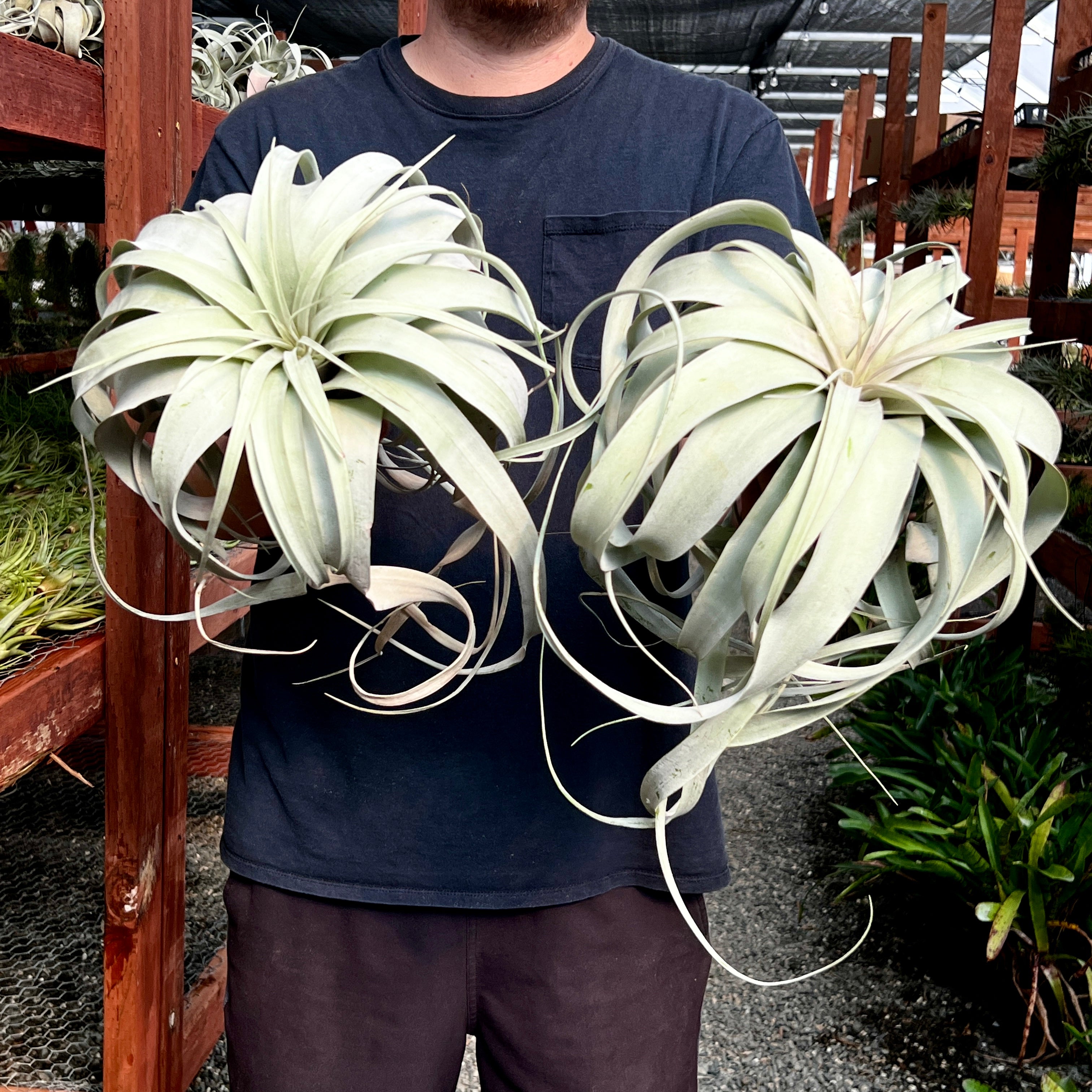 Jumbo Xerographica