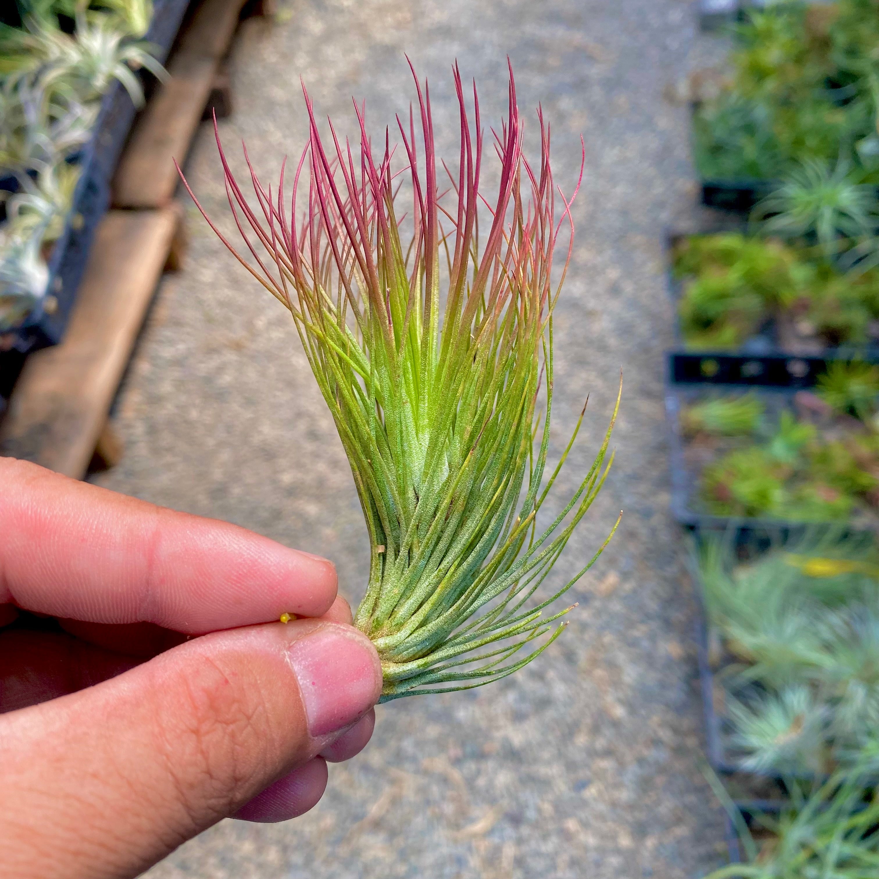 Tillandsia funcky one funky air plant hybrid andreana funckiana