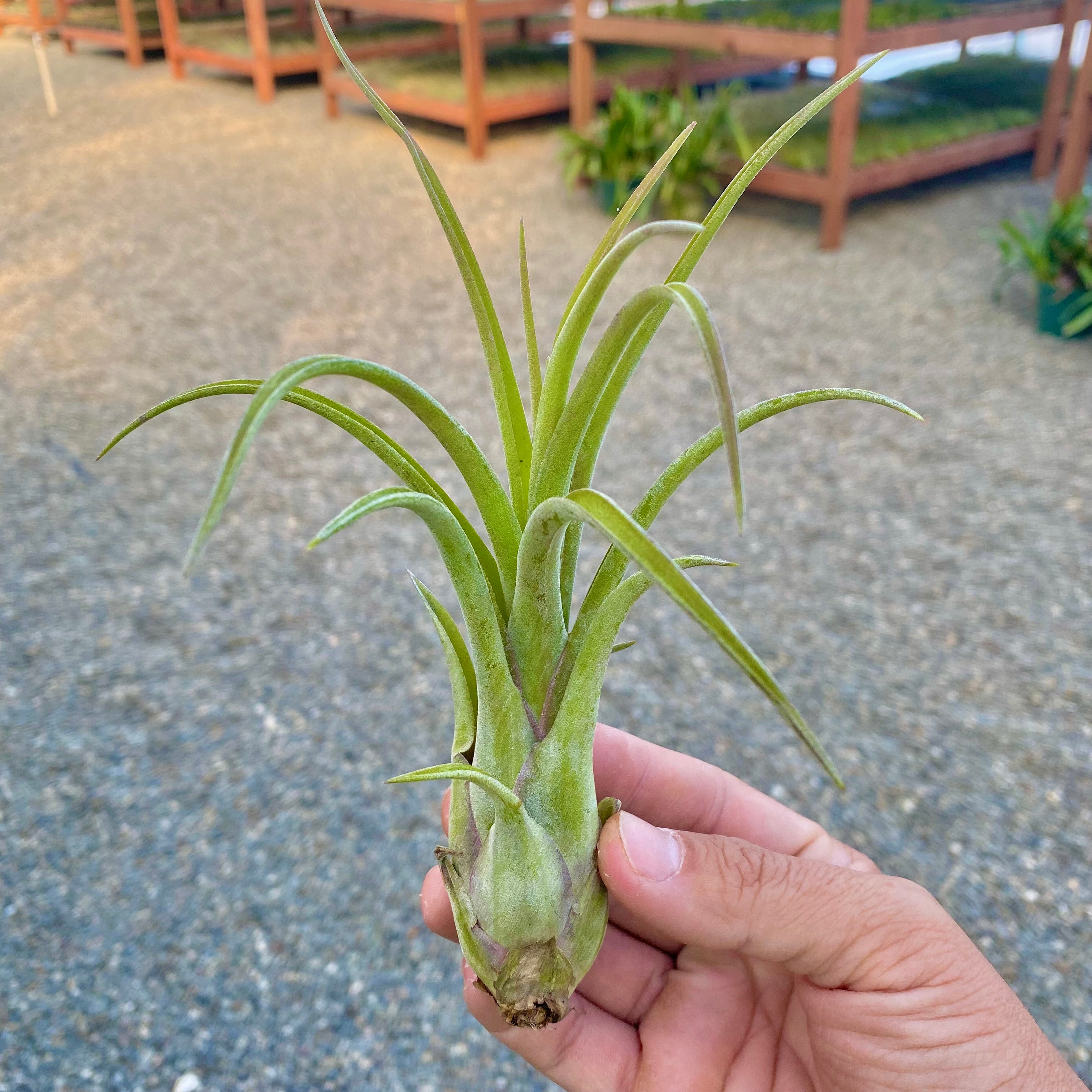 Paucifolia X Balbisiana