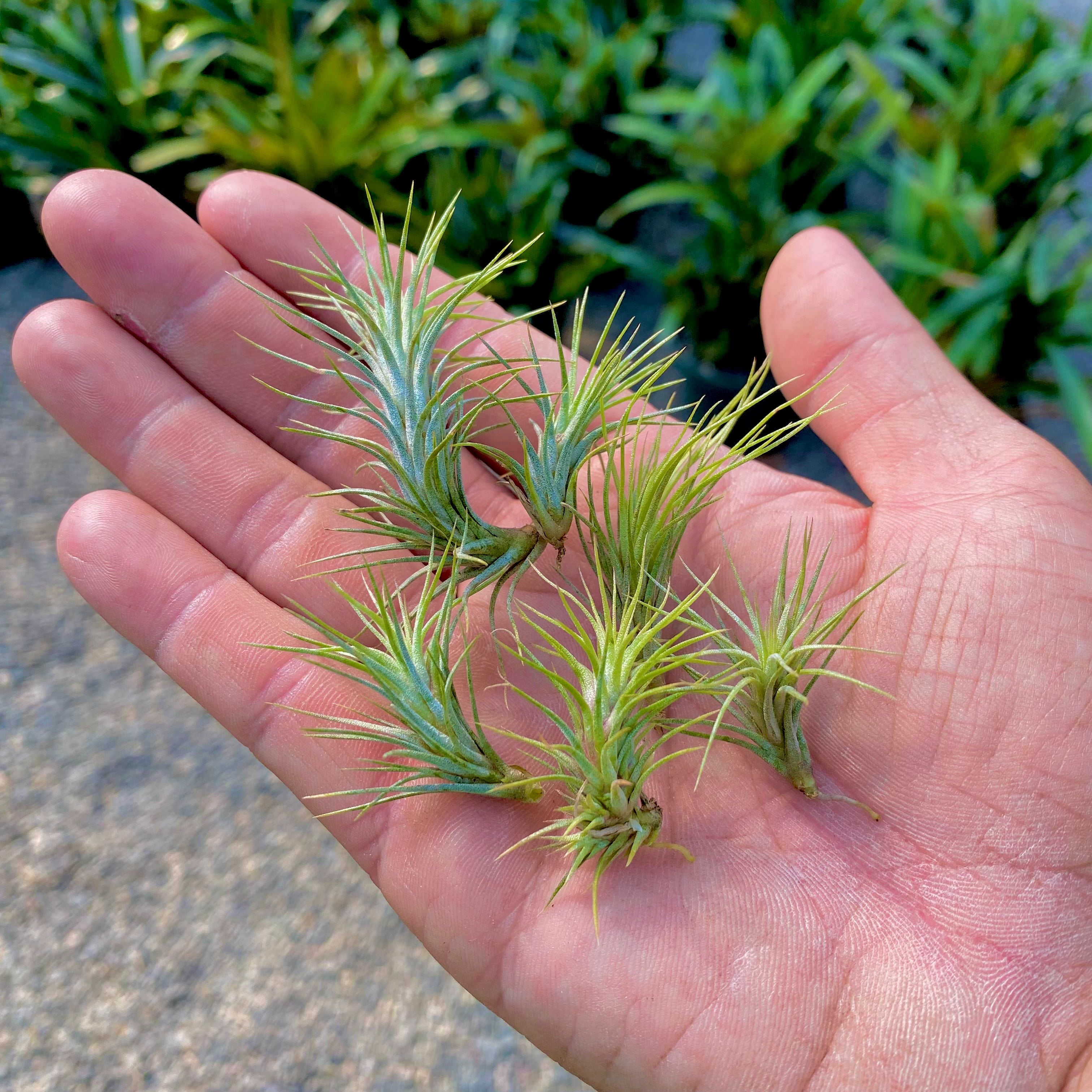 mountain air chicken plant Funckiana (Caterpillar Air Plant) – Air Plant Hub